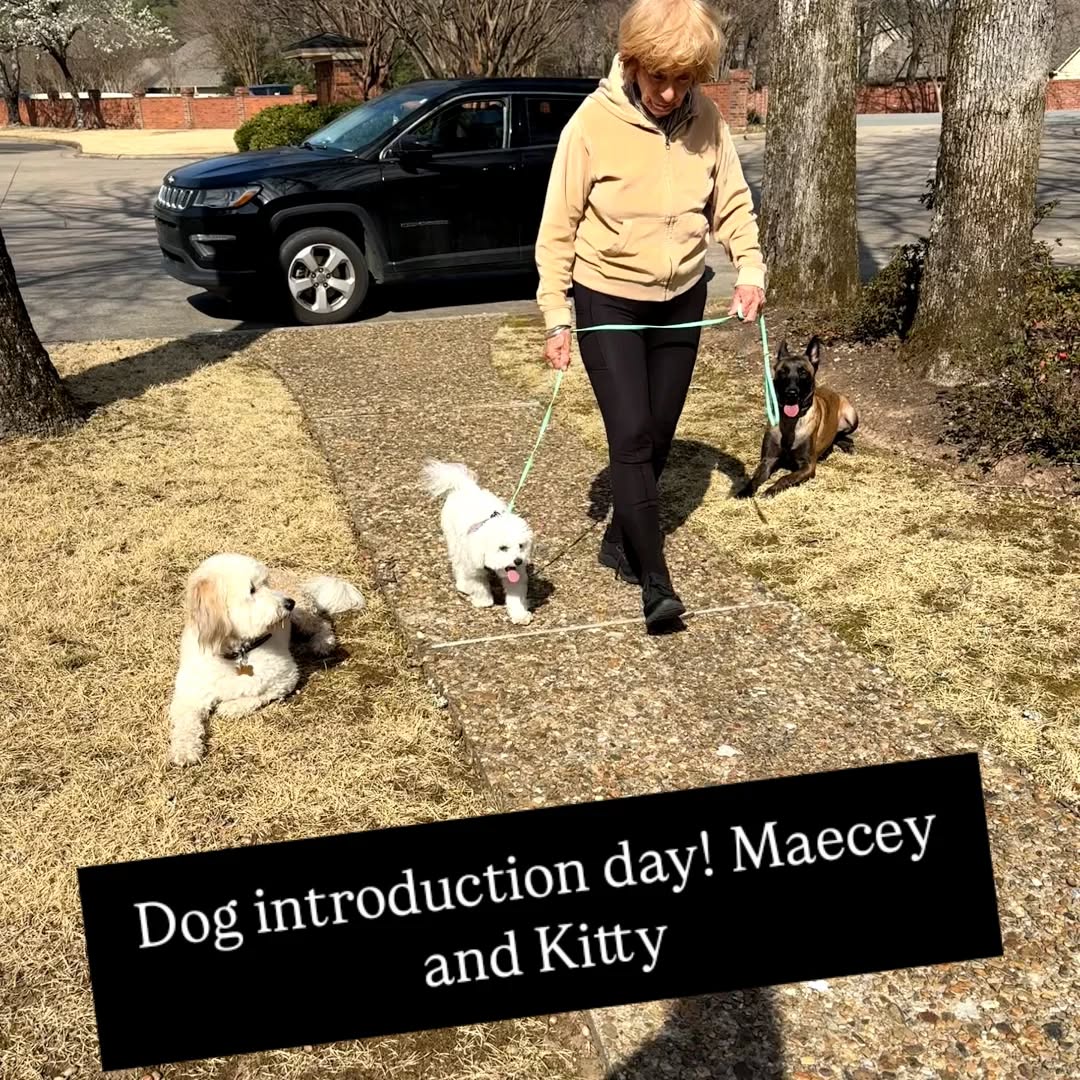 Dog introduction day! Maecey and Kitty