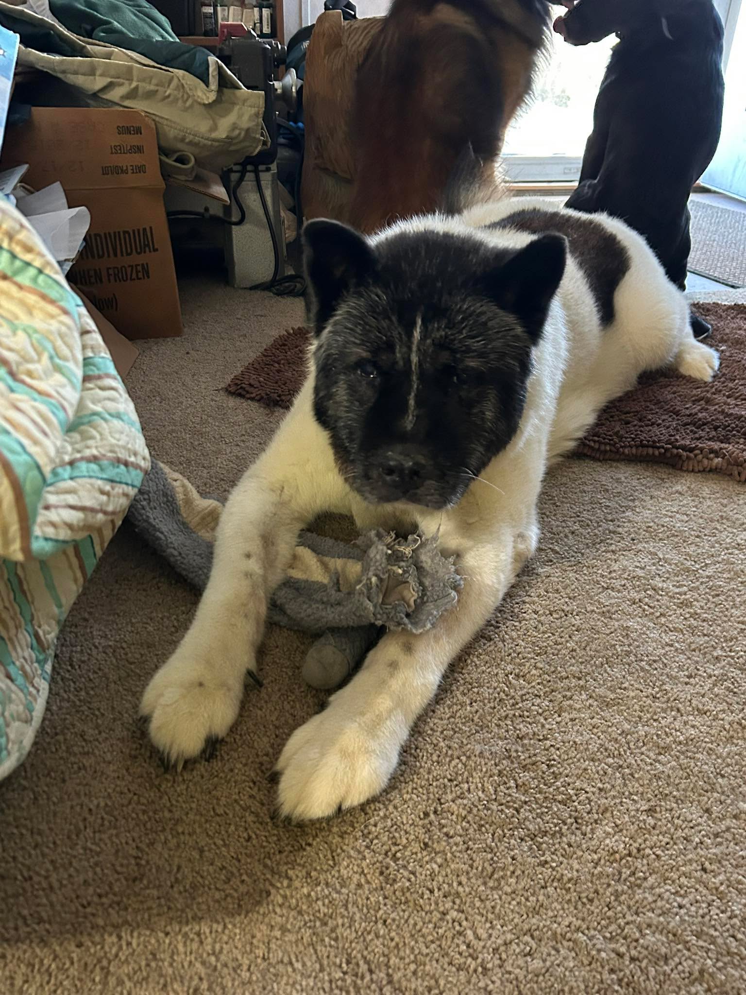 Kiki doesn’t play with toys very often, but she certainly got caught with this one. It’s an elephant with a noisy plastic center. The boys are in the background, waiting to go outside, to actually go chasing a ball. Their favorite event.