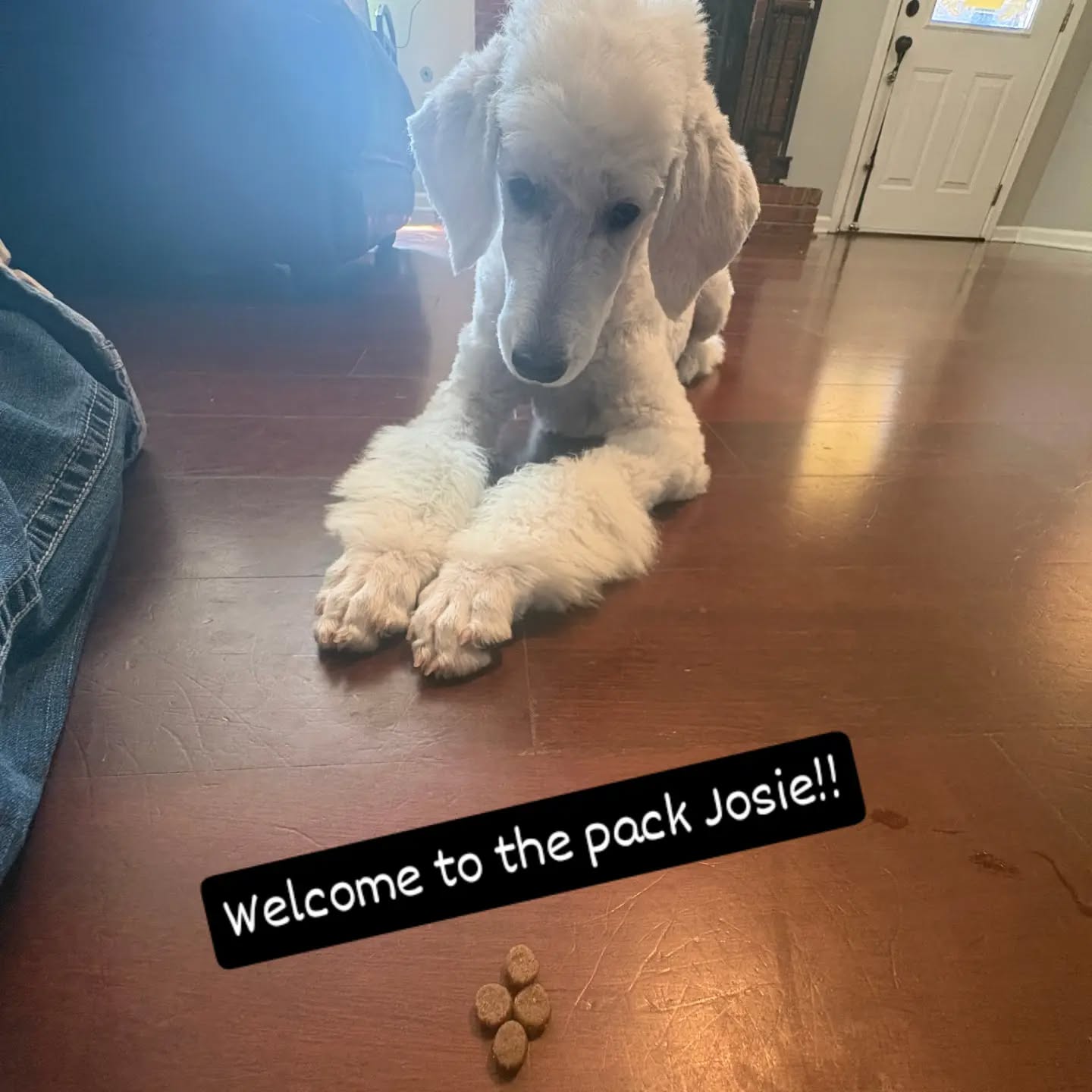 Welcome to the pack Josie!!