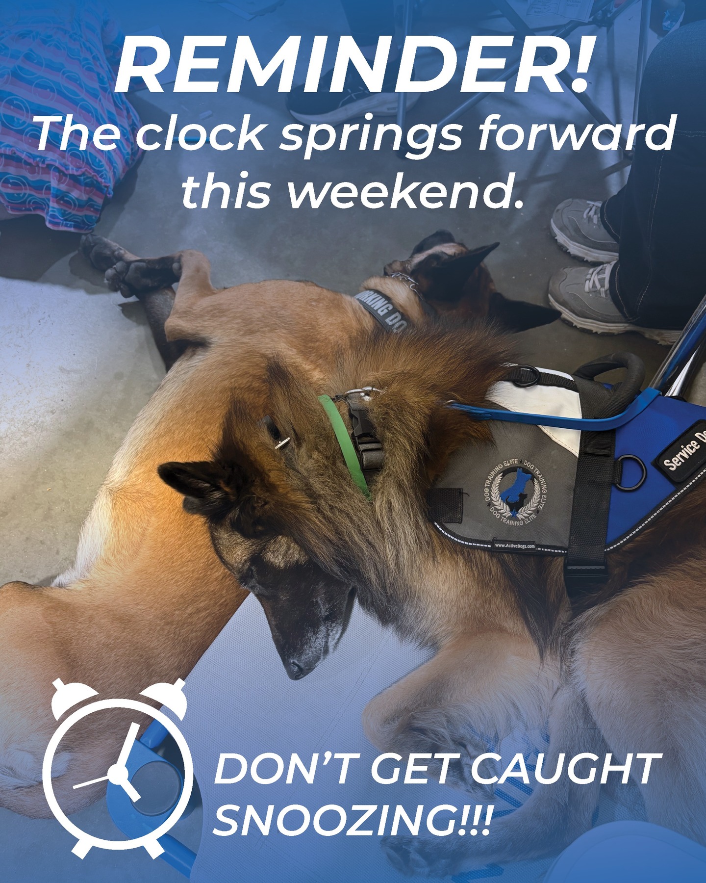 From your team at Dog Training Elite Little Rock