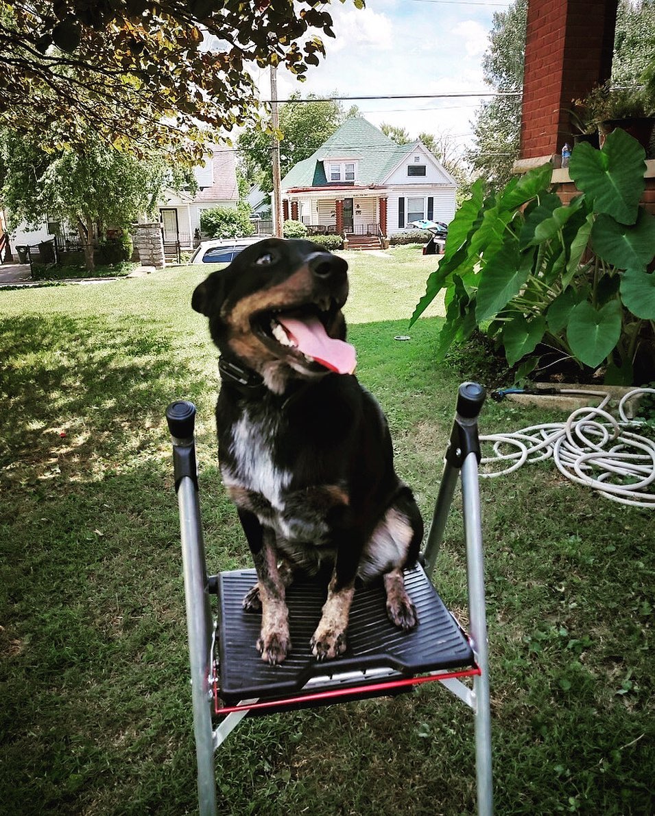 Bear is absolutely dominating the Place command! This good boy is doing great and we’re so excited to add him to the fam💙