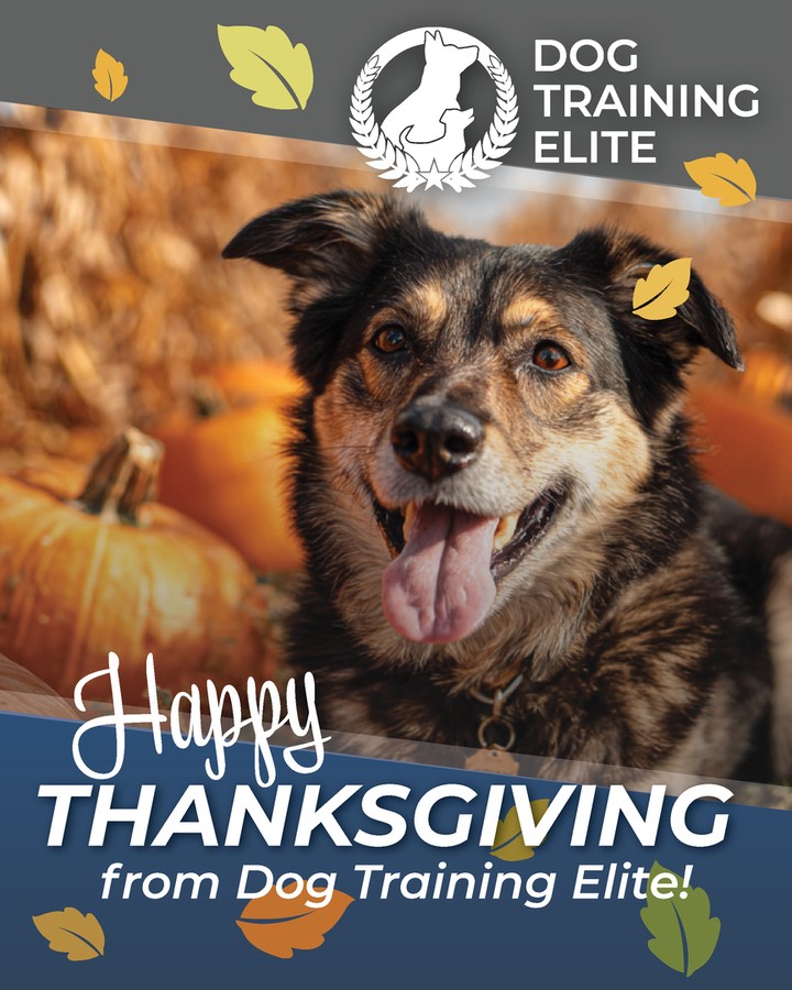 Ever wonder how your pup can be both obedient and playful? At Dog Training Elite Louisville, we specialize in achieving the perfect balance. Our services include therapy dog training and service dog training Louisville KY residents rely on. From addressing specific behavioral challenges to offering personalized in-home dog training sessions, we tailor our approach to meet your dog’s unique needs. Whether you’re in Prospect, Indian Hills, or right here in Louisville, we’re your go-to dog trainers to ensure your furry friend is well-behaved and happy. Discover how we can help build strong, lasting bonds between you and your dog. Visit our website to learn more: https://dogtrainingelite.com/louisville.