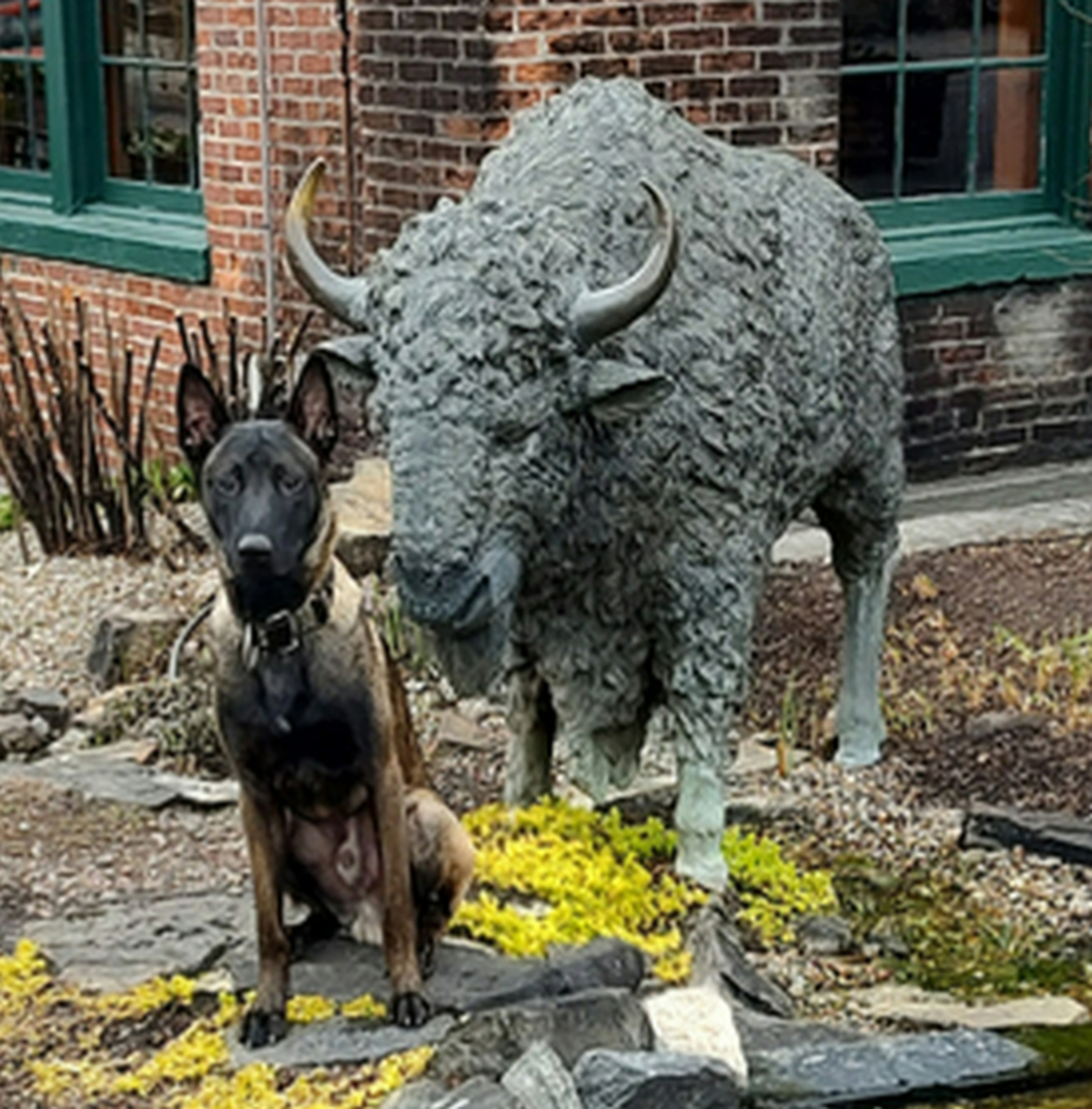 Bourbon country manners, unlocked. 🥃

We recently spent the day working with a client on public access training at the famous Buffalo Trace Distillery, and this pup handled the historic grounds, curious visitors, and busy tour groups like a pro. Outings like this are a big part of our training, because dogs needs to stay calm and focused, even when being stared down by a buffalo, everywhere from gift shops to guided tours. As a dog trainer serving Louisville, Prospect, and Indian Hills, we love taking training beyond the backyard and into the real places our clients actually go.

🦮 Service dog training Louisville KY handlers can count on
🦮 Public access practice in real-world settings
🦮 Therapy dog training for calm, confident visits
🦮 Obedience training for dogs that holds up anywhere
Fall is a perfect season for these kinds of field trips, and every program starts with a free in-home assessment so we can build a plan around your dog and your goals. If you need a dog trainer who can help your pup handle new environments with confidence, we would love to meet you. Get started here: https://dogtrainingelite.com/louisville