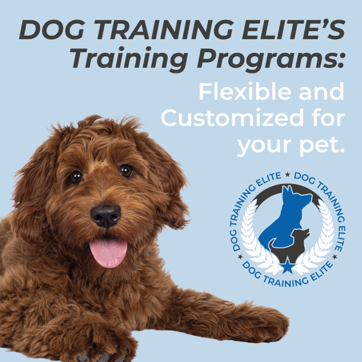 Ever struggled with teaching your pup to follow commands? At Dog Training Elite Louisville, we specialize in creating personalized dog training plans that help build loving relationships between you and your dog. Are you searching for dog training Louisville KY or dog training near me? We have what you’re looking for! Our expert trainers delve into service dog training and therapy dog training, all designed to fit your dog’s specific needs. From basic obedience to personalized service dog training Louisville KY, our know-how ensures your dog thrives both at home and in public settings. Make a move towards better training today! See more about us at our website. https://dogtrainingelite.com/louisville