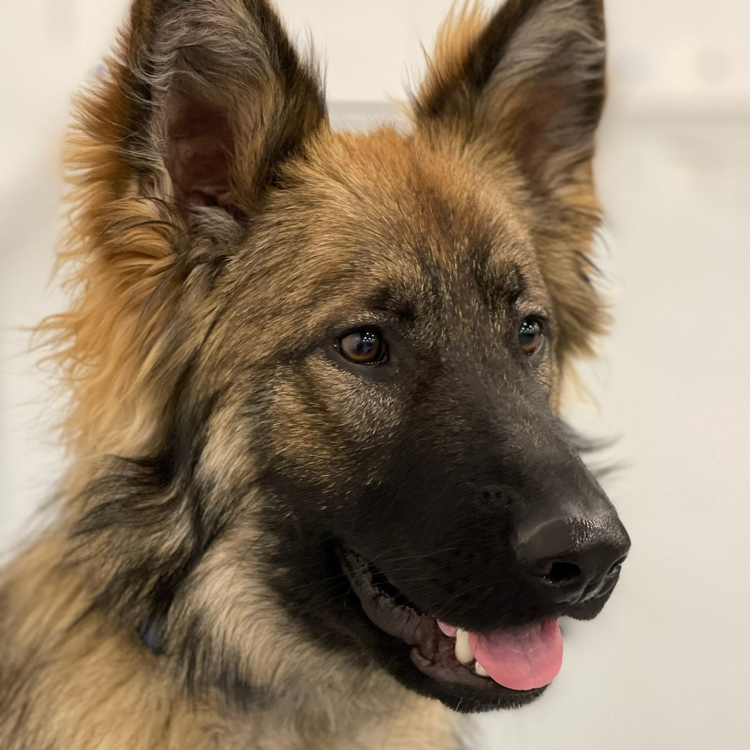 Louisville Group Class this Saturday, Nov 12 from 11-12pm.  Check back here if Nicole doesn't move on out of here.  Bourbon, my dog, is ready.