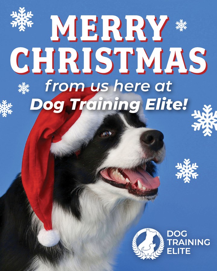 Dog Training elite wishes everyone a Merry Christmas and Happy Holidays.  Learn more about how we can help you build that lifelong bond with your dog: https://dogtrainingelite.com/louisville