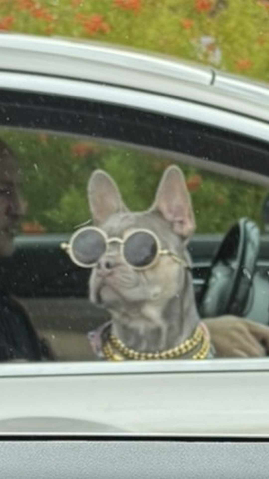 Even the coolest pup in the car still needs good manners when you open the door, pass people on the sidewalk, or stop at the park. Dog Training Elite Louisville helps families with dog training Louisville KY using a simple, personalized plan that fits your dog and your daily routine. If you&rsquo;ve been searching for dog training near me or a dog trainer near me in Louisville, Prospect, or Indian Hills, we offer in home dog training and group options so the skills work in real life, not just in a classroom. We also provide Service dog training Louisville KY, including task training and calm public behavior, plus Obedience training for dogs like sit, down, heel, and come. Training is clear and fair, and we focus on building a dog that listens even around distractions.

https://dogtrainingelite.com/louisville