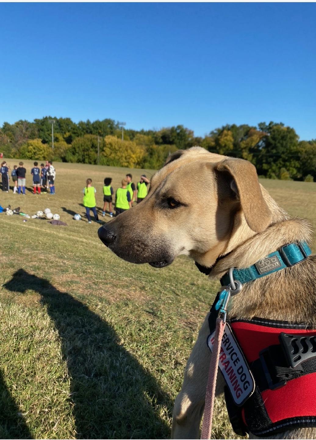 Imagine your pup becoming the star of the soccer field, calmly and attentively watching all the excitement around them. This dream can be a reality with our service dog training in Louisville, KY. At Dog Training Elite Louisville, we offer specialized programs to help your dog become the best companion they can be, whether it’s therapy dog training or protection dog situations. Our experienced team brings dog training right to your home, ensuring that your pup learns comfortably and effectively. If you are searching for great dog training near you or obedience training for dogs, we’re here to help. Discover how your dog can lead with confidence today. Visit our website: https://dogtrainingelite.com/louisville