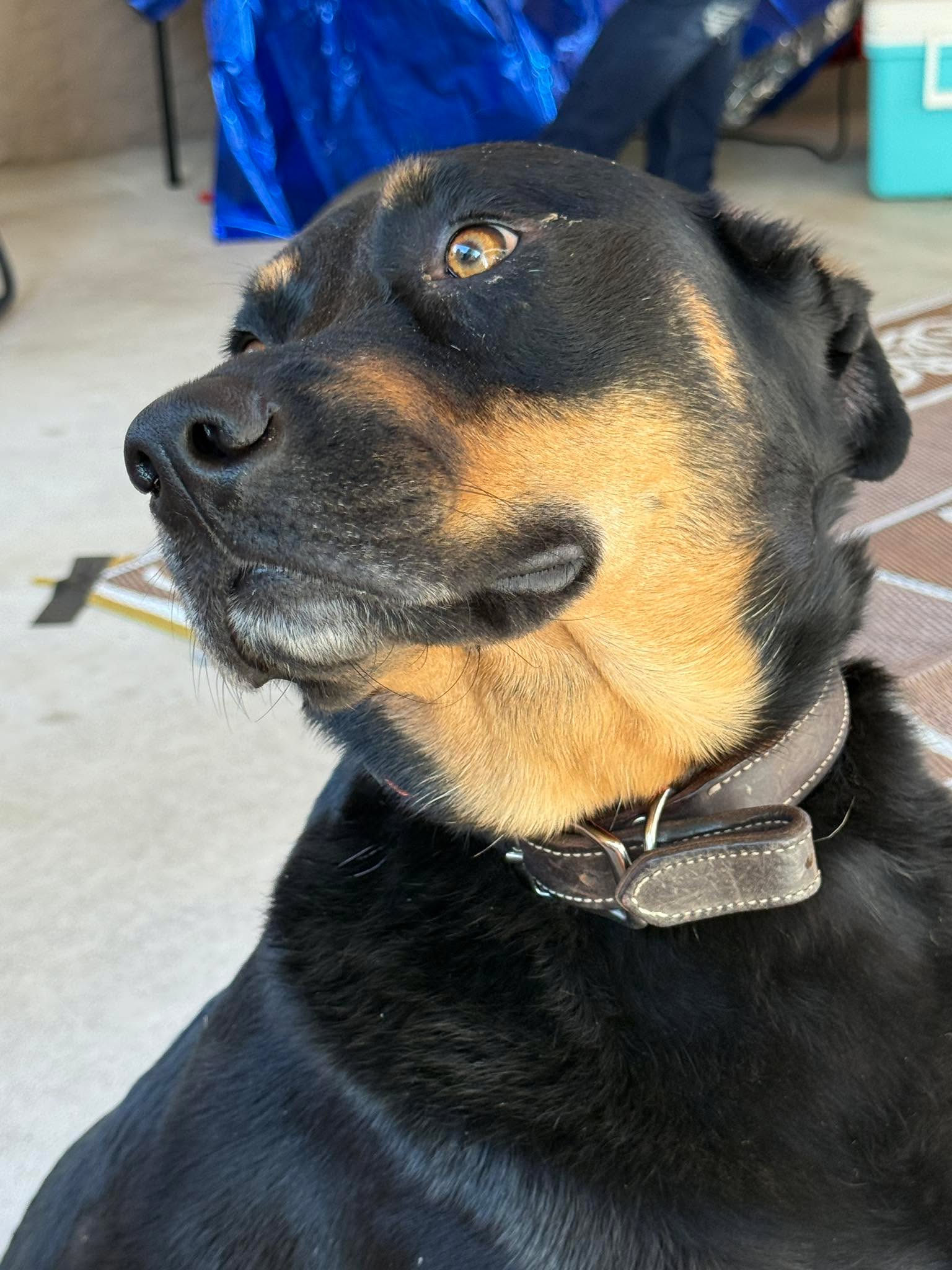 So I have a brag about my guy Hank! Tonight when I got home from work at around 9:30, I found the neighbors dog in my chicken coup. He had gotten tangled in my poultry netting. After getting him home, I was wrangling chickens and fixing the netting when I realized all my sheep were out of their paddock. So I started trying to keep them out of the woods when all of a sudden , HANK came in and herded the entire flock all the way across our property and back into the paddock. They tried multiple times to get around him and get into the woods but he ran from side to side like he has been trained to herd!!! He pushed them right into the paddock without any help from me. I was thinking “How am I ever going to get them up being an old fat man trying to run around in the dark?” Hank came to my rescue!!! I love this amazing dog!!!