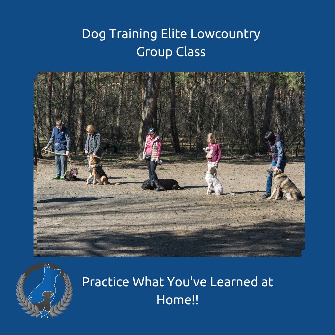 Group Class!

It's a time to practice those important three D's

Distraction - Duration - Distance

We get in some practice on all three at group class, so talk to your trainer and check your emails for your invitation. 

It's a great time to ask those questions that you forgot to ask or work on problem behaviors. 

We do ask that you give every dog a little space. Some dogs are working on reactivity and giving them space keeps everyone safe so that we can have a happy, healthy group class to practice those skills we learned at home!

 