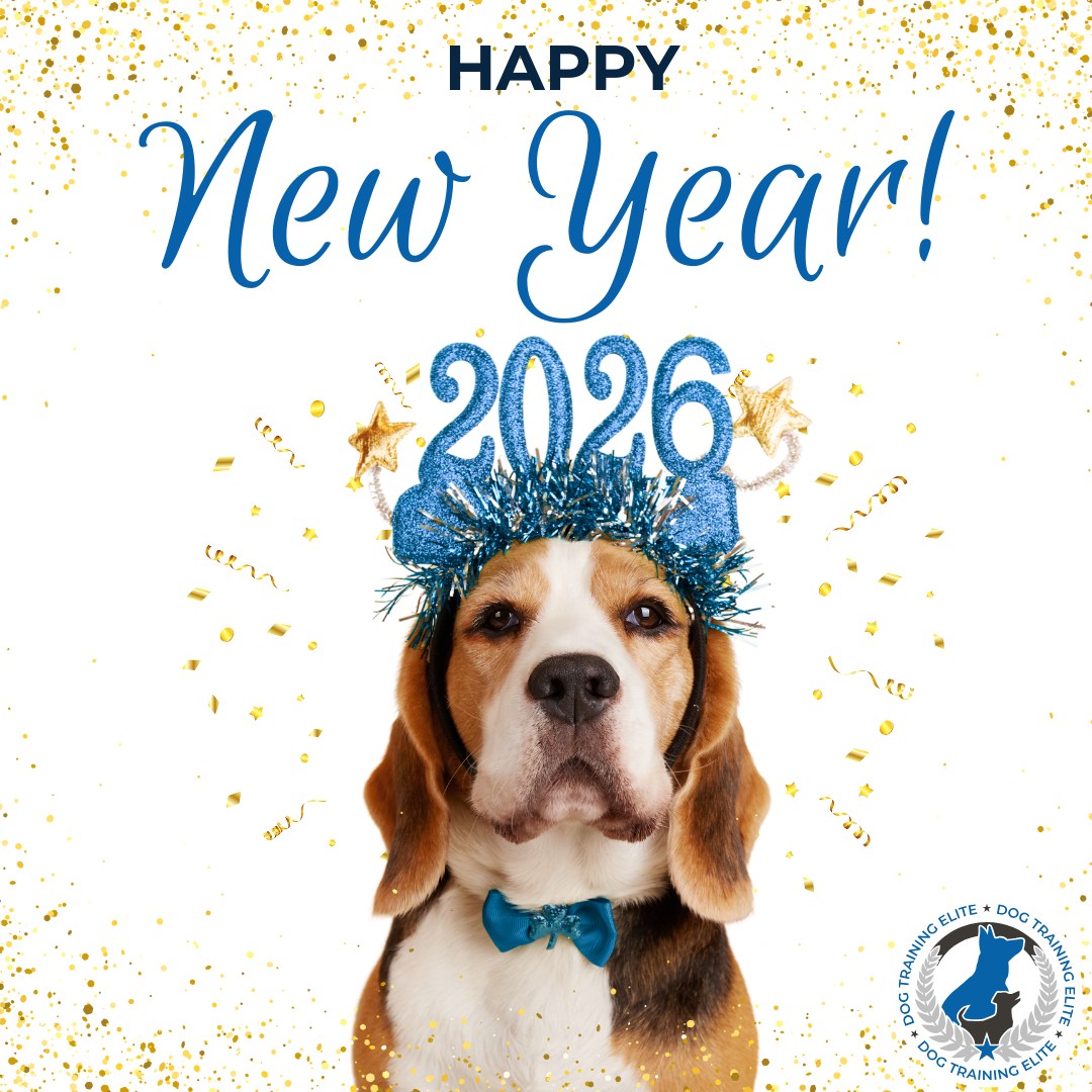 Happy New Year! 🎉🐶

We're proud of what our team at Dog Training Elite Lowcountry has accomplished this year, and even more excited about what's ahead. 

Here's to a new year of growth, progress, and well-trained dogs in 2026!

