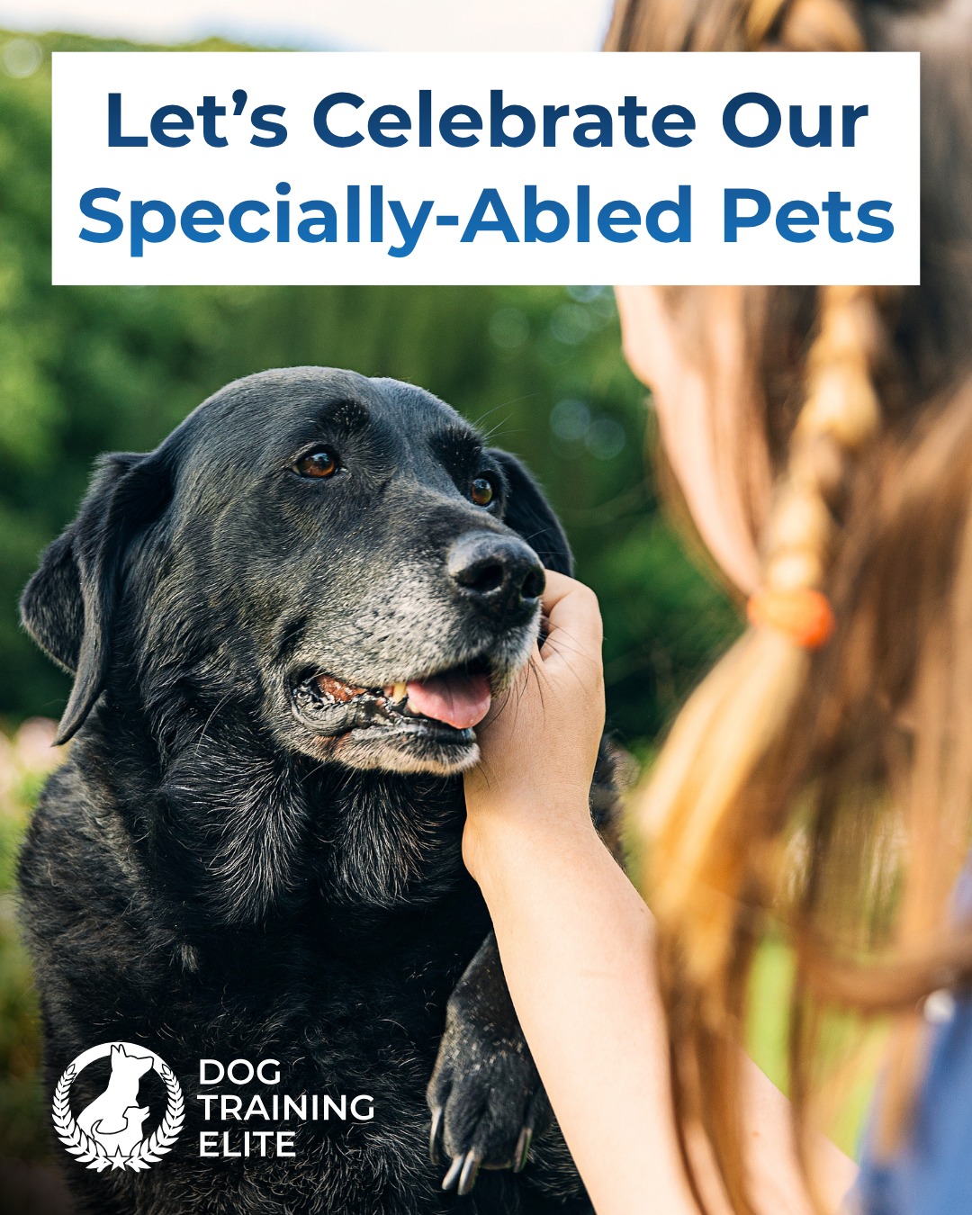 Today we recognize Specially-Abled Pets Day and the dogs who navigate physical and medical challenges every day 🐕

At Dog Training Elite Lowcountry, we believe every dog deserves the opportunity to thrive. Our obedience training is customized to each dog's needs, helping them understand expectations, gain confidence, and navigate daily life more comfortably.

Visit {location_website} to learn more about our customized training programs 💙

