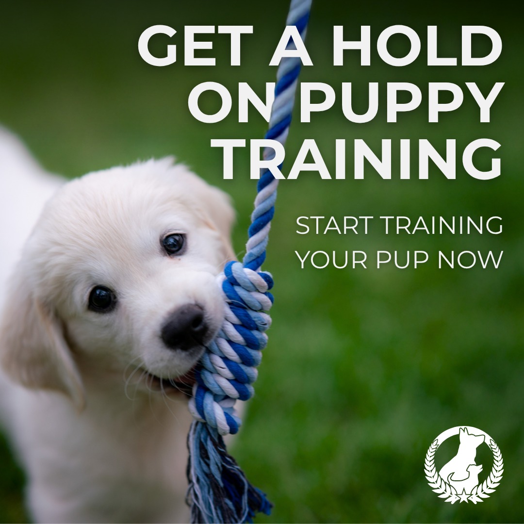 💡🐕 Early training influences how your dog behaves later in life. At Dog Training Elite Michiana, we help you build a strong foundation. 

With our puppy program, your dog learns good habits early on. We also teach easy, practical skills to set you up for success in all future training. This investment brings good behavior, a deeper bond, and lifelong happiness.

Call today at 574-500-3647 or click to learn more about our puppy training packages.

