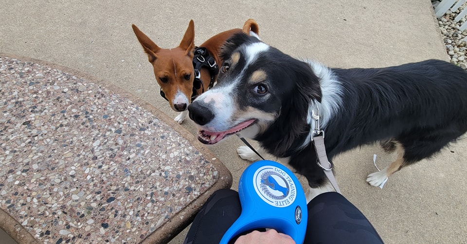 Having well trained dogs on road trips makes it easier and less stressful for everyone. Call today to schedule your FREE evaluation 574-500-DOGS
