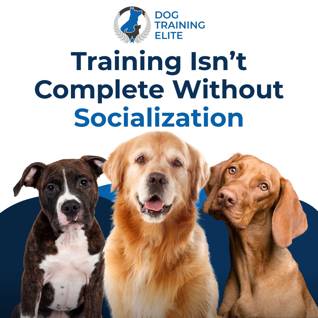 Socialization is an important step in raising a well-mannered dog. Safely introducing your dog to new environments, people, and other animals teaches them how to behave well in everyday situations.

Here are a few simple ways to begin:

🐕&zwj;🦺 Start Early: Socialize your pup from a young age to build confidence.
🐕 Make It Positive: Use praise, treats, and calm energy to create good associations.
🐩 Add Obedience: Practice commands like place or heel during social outings.
🦮 Train with Guidance: Professional training provides structure and support that makes socialization safer and more effective.

At Dog Training Elite Michiana, our obedience-based training supports socialization at every stage, helping your dog handle real-world distractions with confidence.

Call 574-500-3647 today to schedule a free consultation!

