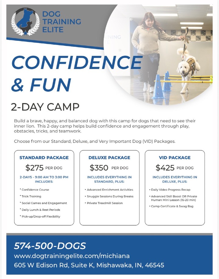 🦁🐾 Help your dog find their inner lion at our Confidence & Fun Camp! 🐾
Join us November 9&ndash;10 for a two-day camp focused on building confidence, engagement, and a happy, balanced dog! Through fun obstacles, trick training, social games, and teamwork, your pup will have the opportunity to learn new skills, build confidence, and have a blast along the way. 💙
🐶 Choose from our Standard, Deluxe, or Very Important Dog (VID) packages to give your dog an experience tailored to their needs!
📅 November 9&ndash;10 | 9 AM&ndash;3 PM 📍 Dog Training Elite &ndash; Michiana | Mishawaka, IN
📲 Visit our client portal to learn more and sign up!
Let&rsquo;s build confidence, strengthen connections, and have some fun! 🐾💙
