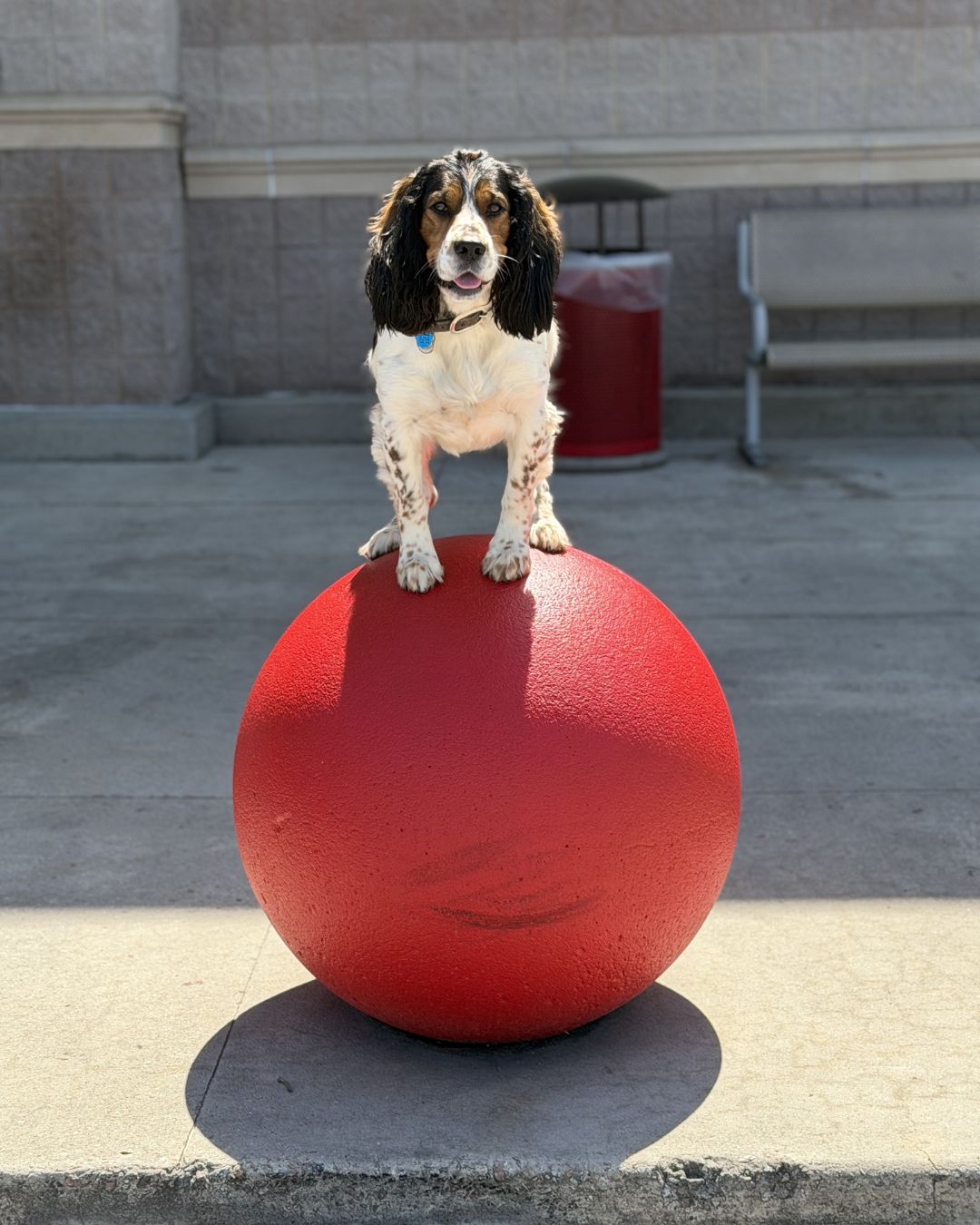 New object? New challenge. New confidence. 🐾

Teaching your dog to place on different objects is one of the best ways to help them become more confident, focused, and trusting.

Every time they step onto something unfamiliar, they&rsquo;re learning how to:
✔️ Stay calm
✔️ Follow guidance
✔️ Work through uncertainty
✔️ Build trust
✔️ Believe in themselves

That&rsquo;s how real confidence is built. One successful rep at a time. 💪🐶

Want your dog to build confidence like this?
Claim your FREE ASSESSMENT today!
📞 Call or text us at 803-903-3647 to get started.

