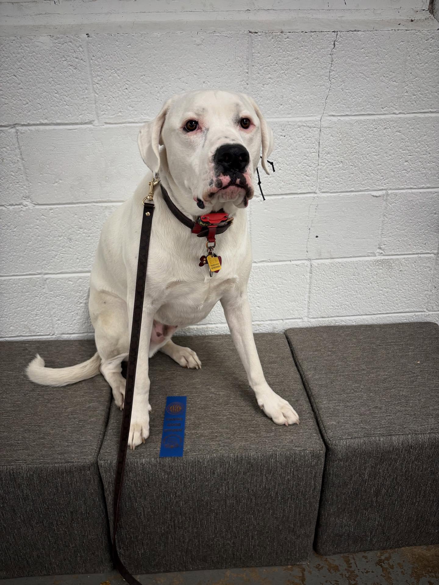 Congrats to Linus for passing his AKC Canine Good Citizen test! 🤩🤩 