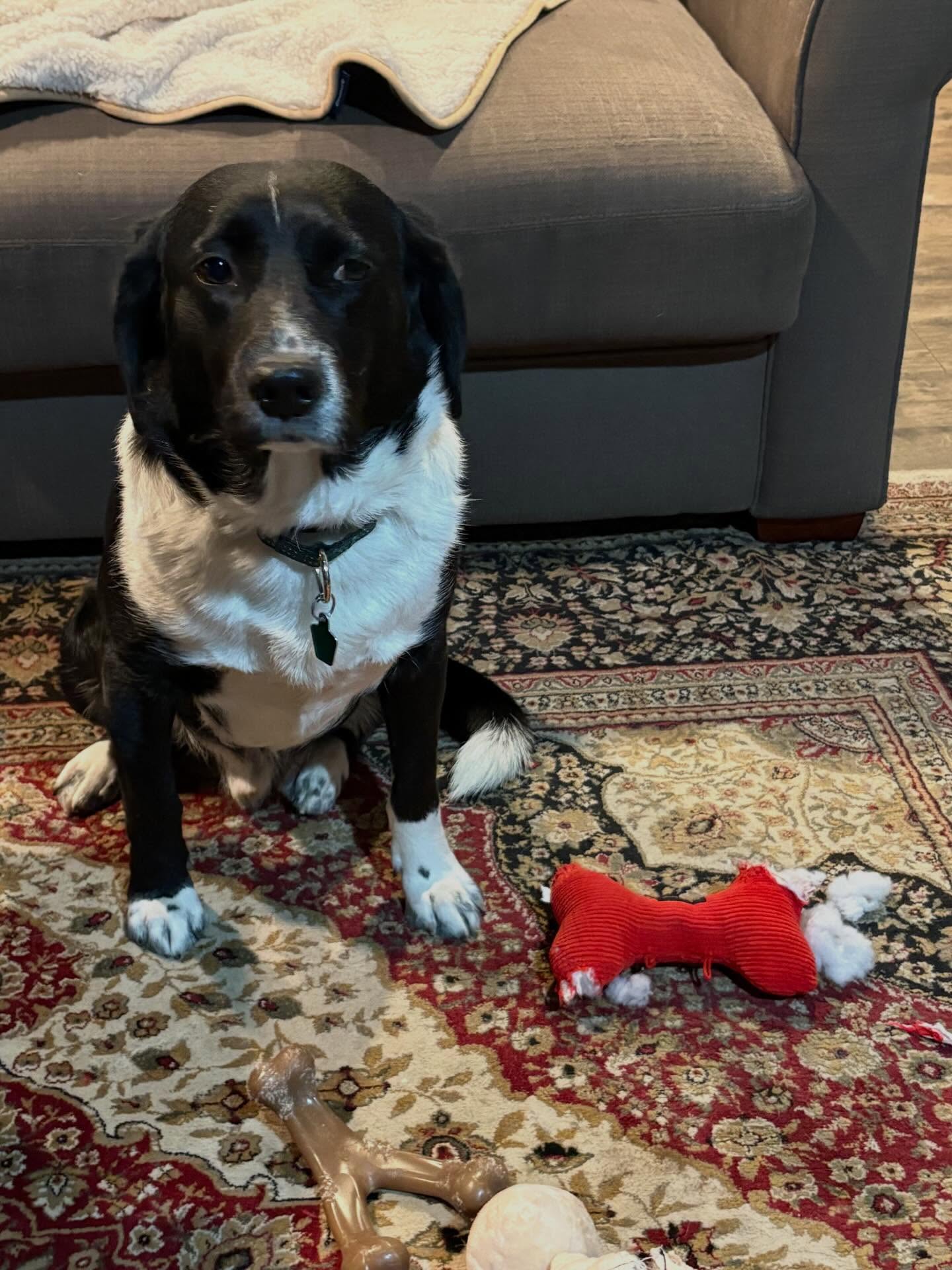 This is Toby. He&rsquo;s wondering who defluffed his toy as it surely was not him! Toby is new to our program of obedience and he&rsquo;s working on being a good listener even when there are other people, dogs, deer, turkeys, cars, birds&mdash;you name it&mdash;outside as well!