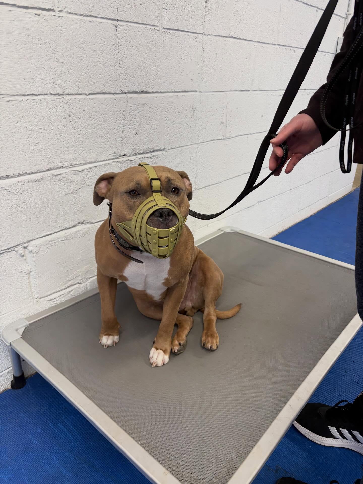 Meet Max! This guy is anxious when people come into his house-we are working on his obedience commands so he knows his people got everything under control and he doesn&rsquo;t have to worry about it! 