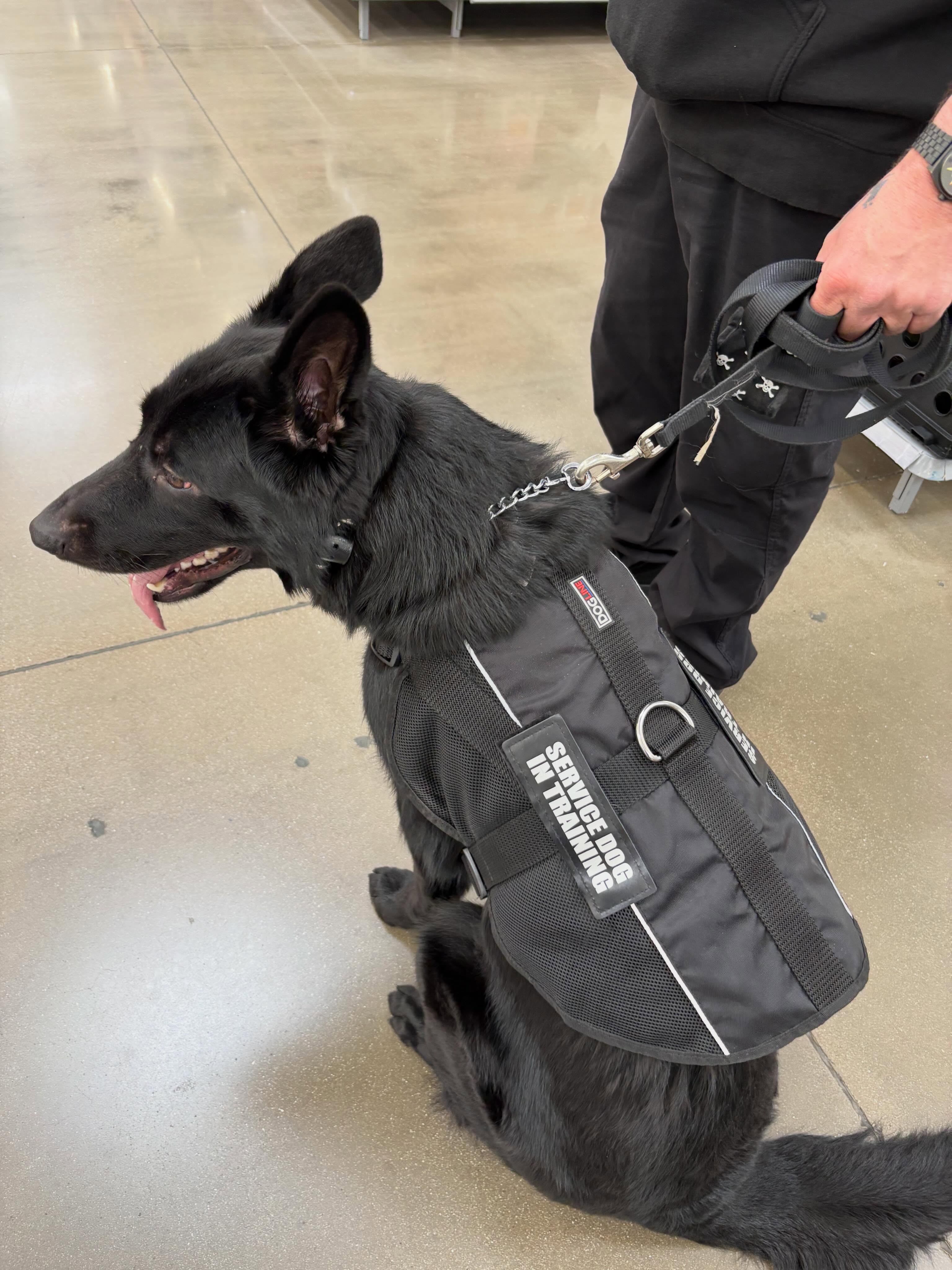 This is Raven. She just got her vest and service dog in training patches today. 