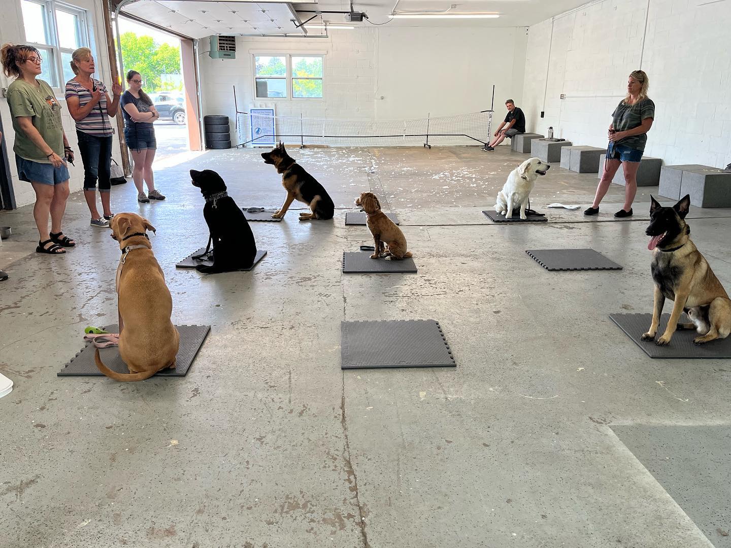 Group class&mdash;we played Tic Tac Toe to strength the place command. Look at that level of attention from the dogs! 