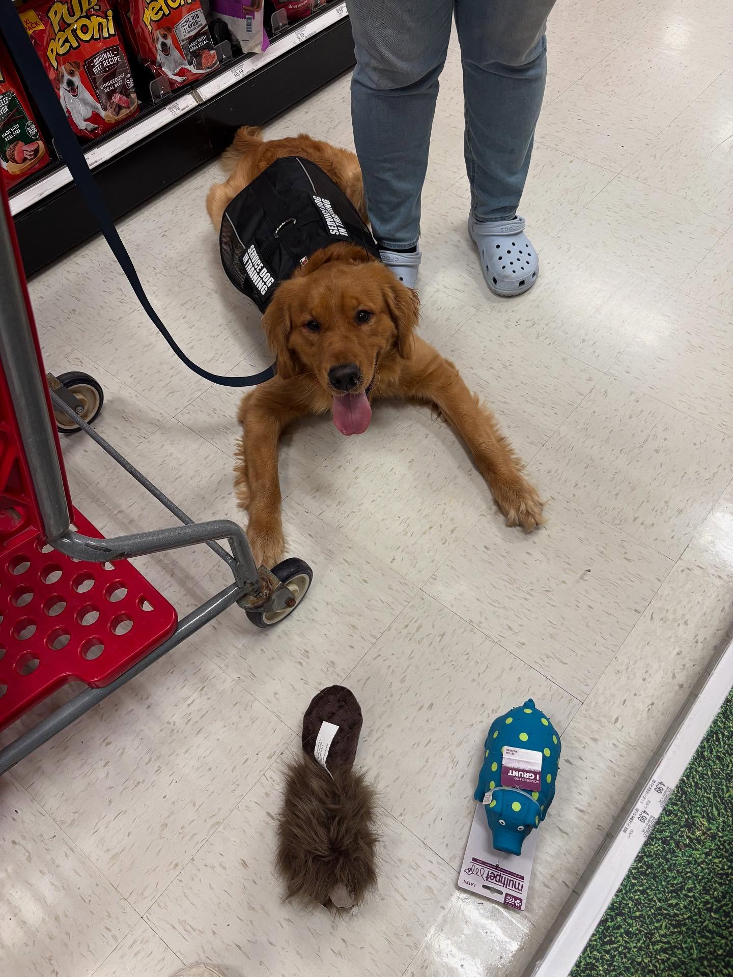 Waffles got his vest and sdit patches today! And to add extra excitement to an already exciting day, we worked on his down and stay while oh so close to some fun toys! 