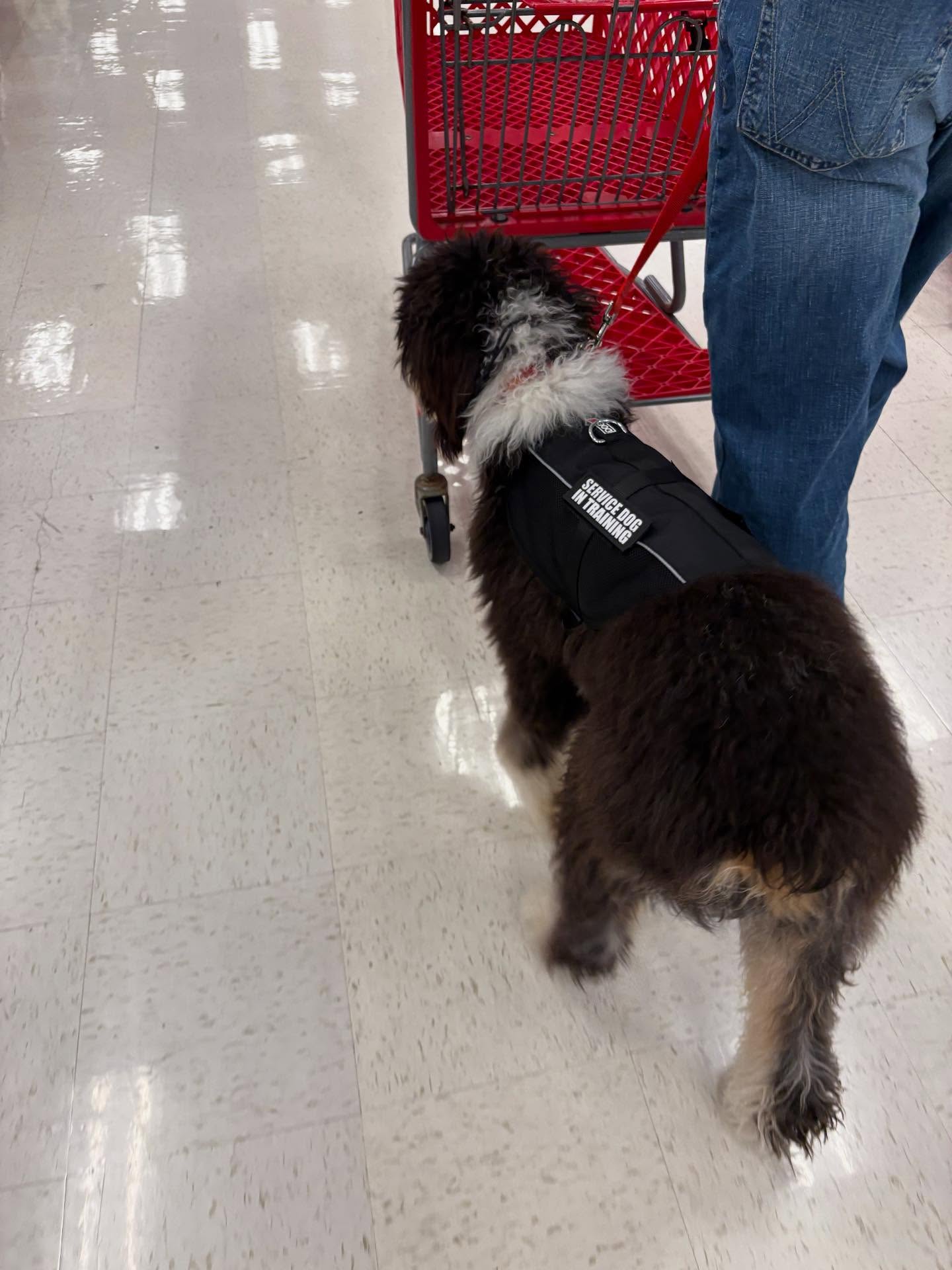 Here’s Louie who just got his vest and service dog in training patches and already figuring out how to walk behind a shopping cart! Rockstar!!! 