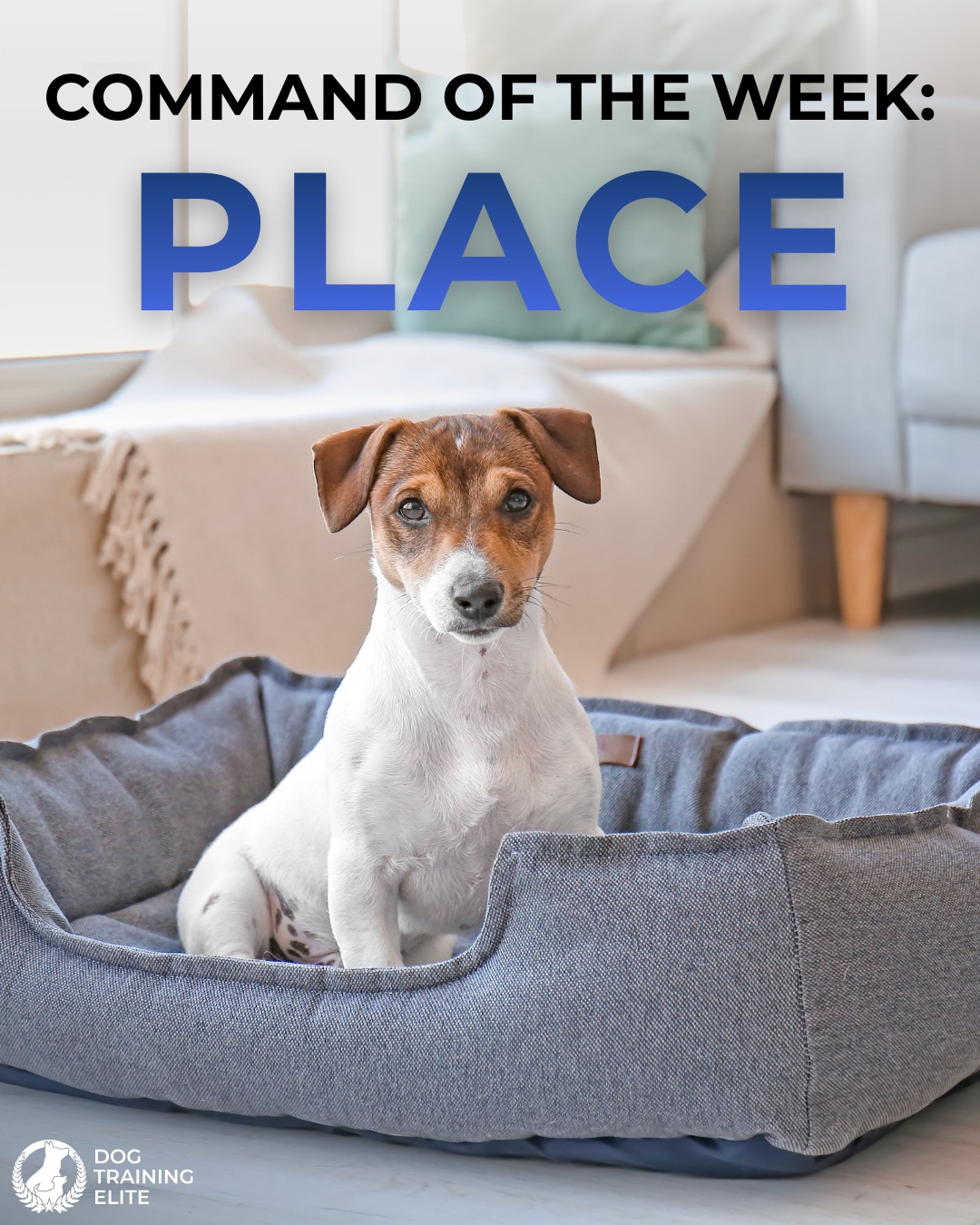 Command of the week: Place.

This command teaches your dog to go to a defined spot and remain there until released. With clear direction, dogs are better prepared to handle everyday situations, such as:

👉 Staying calm around distractions
👉 Remaining consistent in new environments
👉 Developing impulse control and confidence
👉 Avoiding behaviors like jumping and door rushing

These real-world skills are why place is a foundational part of obedience training at Dog Training Elite Milwaukee.

Call 262-975-2345 today for a free consultation!

