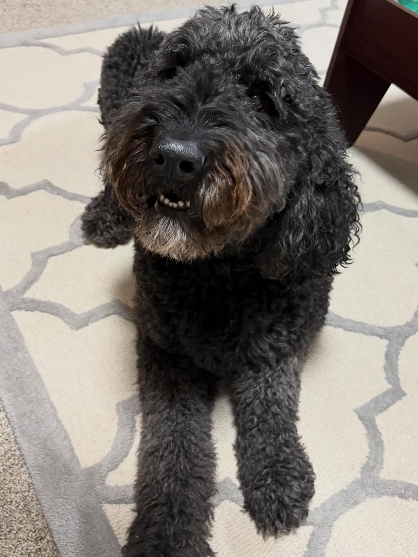 This is Beau! Beau joined our DTE pack on his journey to be a service dog! 