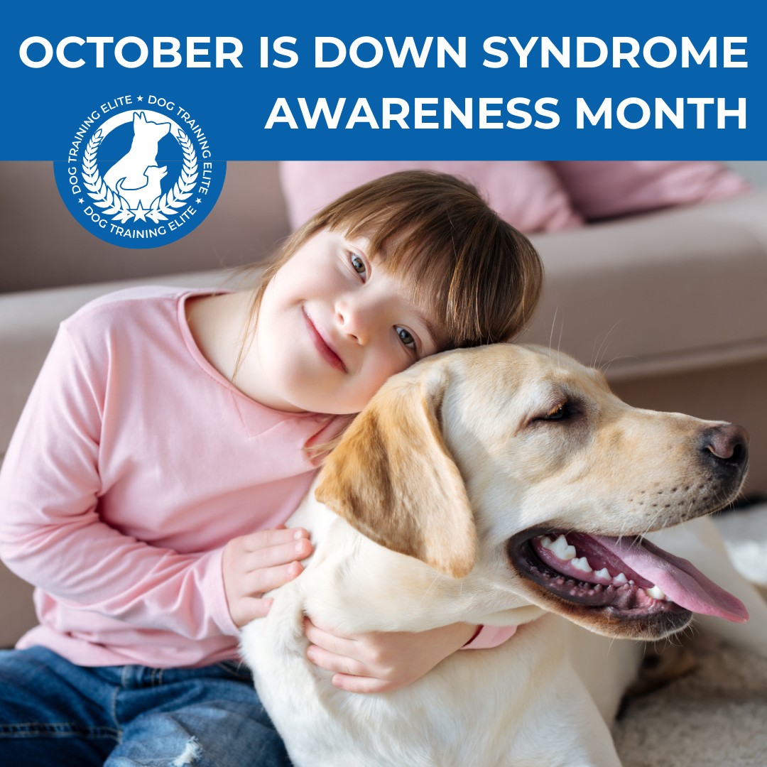 💙October is Down Syndrome Awareness Month 💙

At Dog Training Elite Milwaukee, we're taking time this month to recognize the importance of awareness, inclusion, and support for individuals with Down syndrome.

For some individuals with Down syndrome, a service dog can assist with routines, provide safety support, and help build independence. 

If you're exploring service dog options, we're here to answer questions and guide you through the next steps.

Click to learn more or schedule a free consultation!

