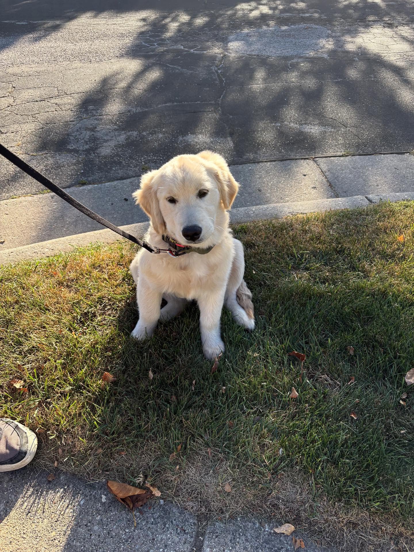 Here’s Stella! She was taking a walk and working on off-leash listening…but she got tired 