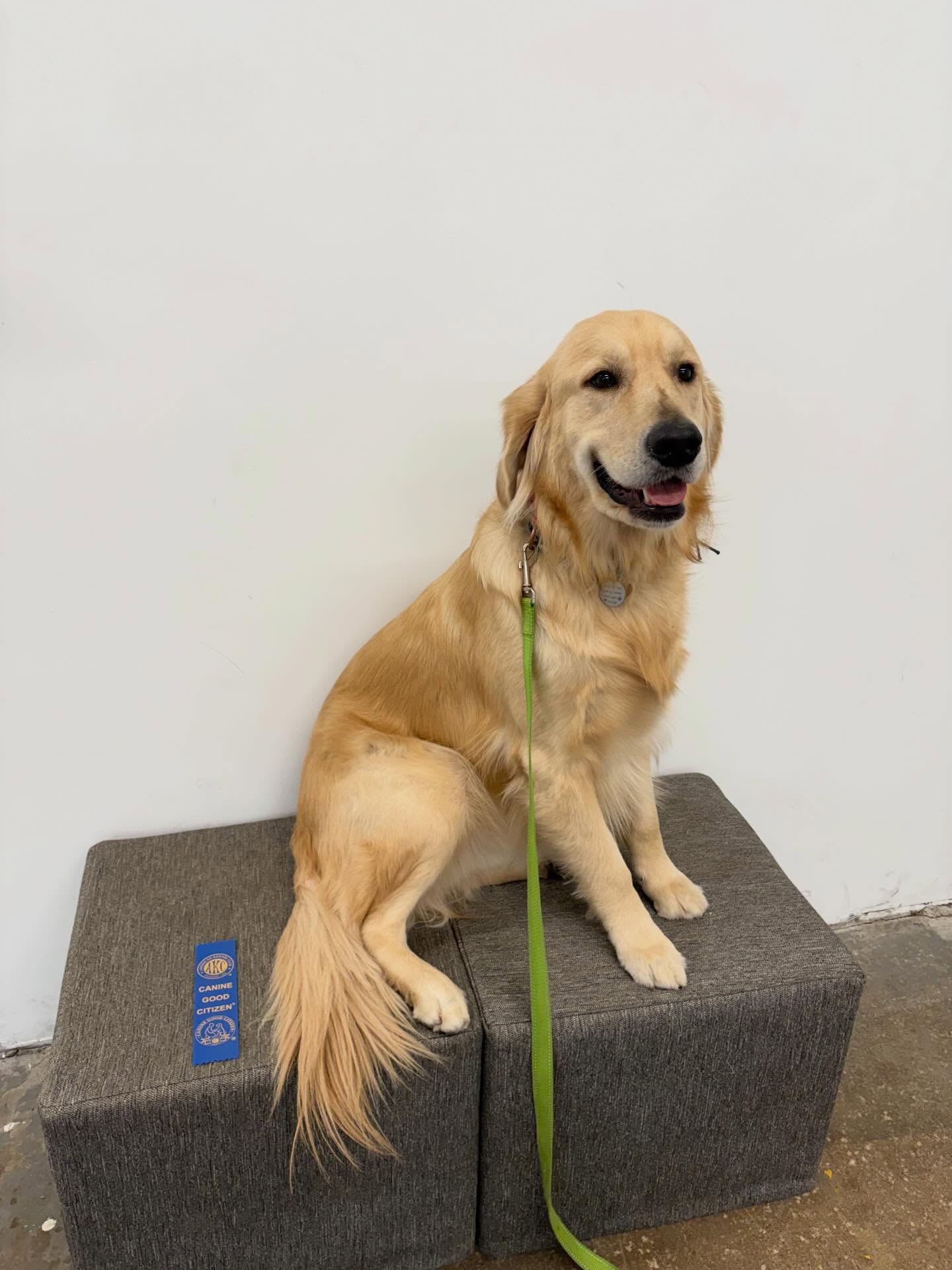Hip Hip Hooray! Phineas passed his AKC Canine Good Citizen test and now he&rsquo;s ready to be a therapy dog! 