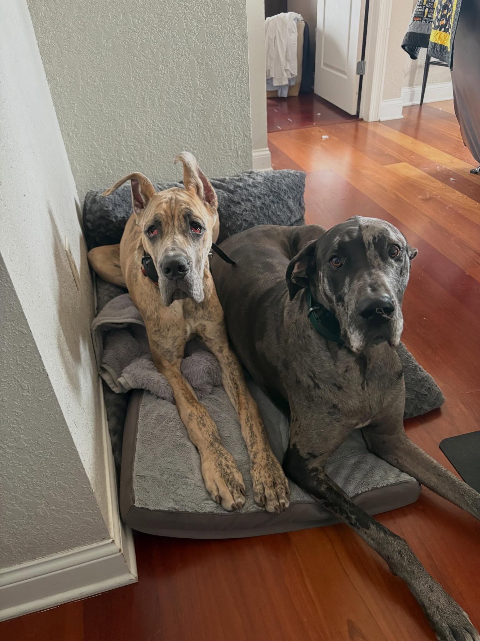 I love repeat customers! That handsome boy on the right is Clark. He went through service dog training a few years ago. The cutie patootie on the left is Marv and they called me back up to start working with him on service dog training! 🥰 