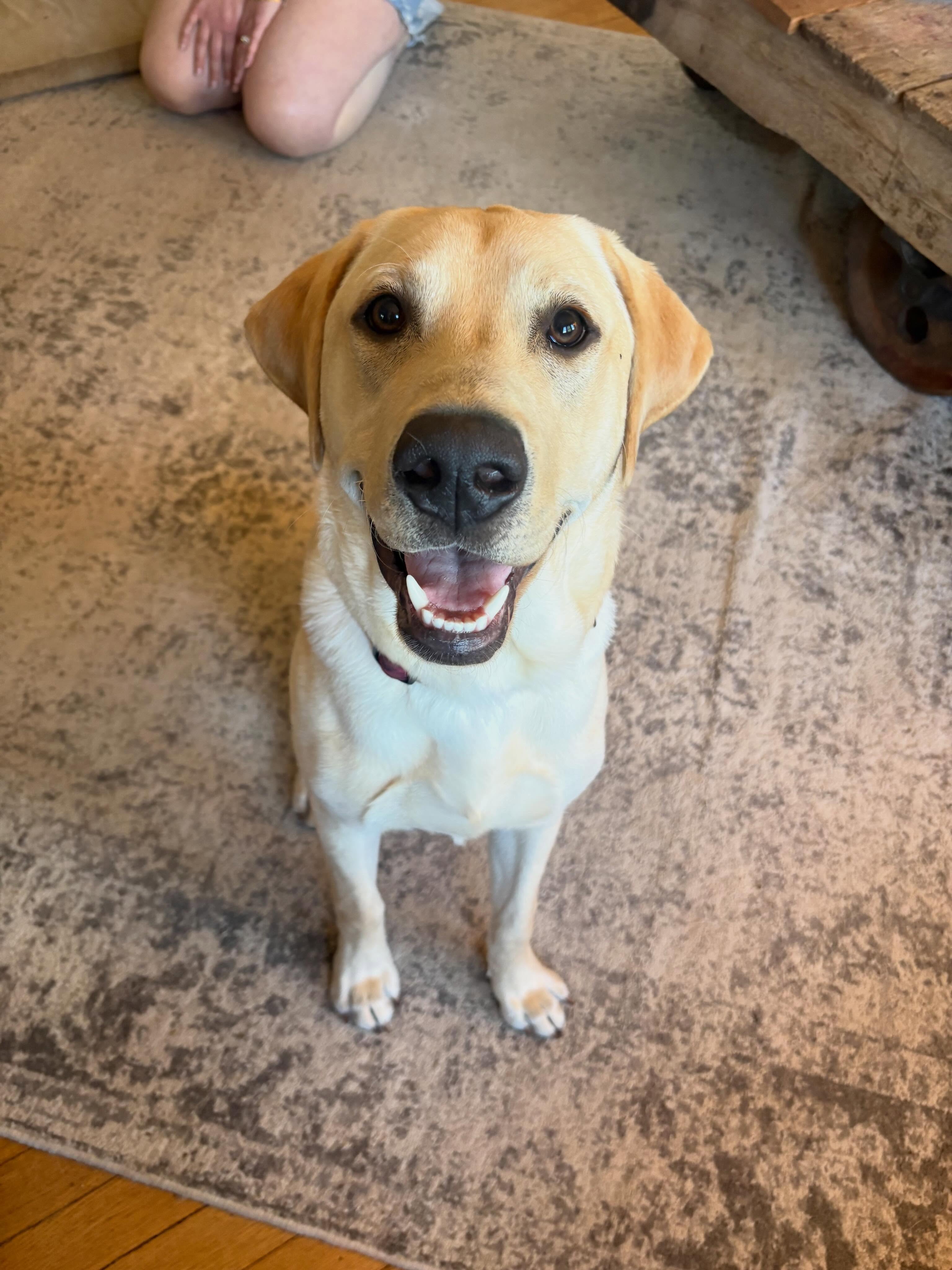 This is Walter. Walter is a pretty good boy&hellip;but sometimes he gets scared of random things outside. So we are working on his confidence through obedience training! 