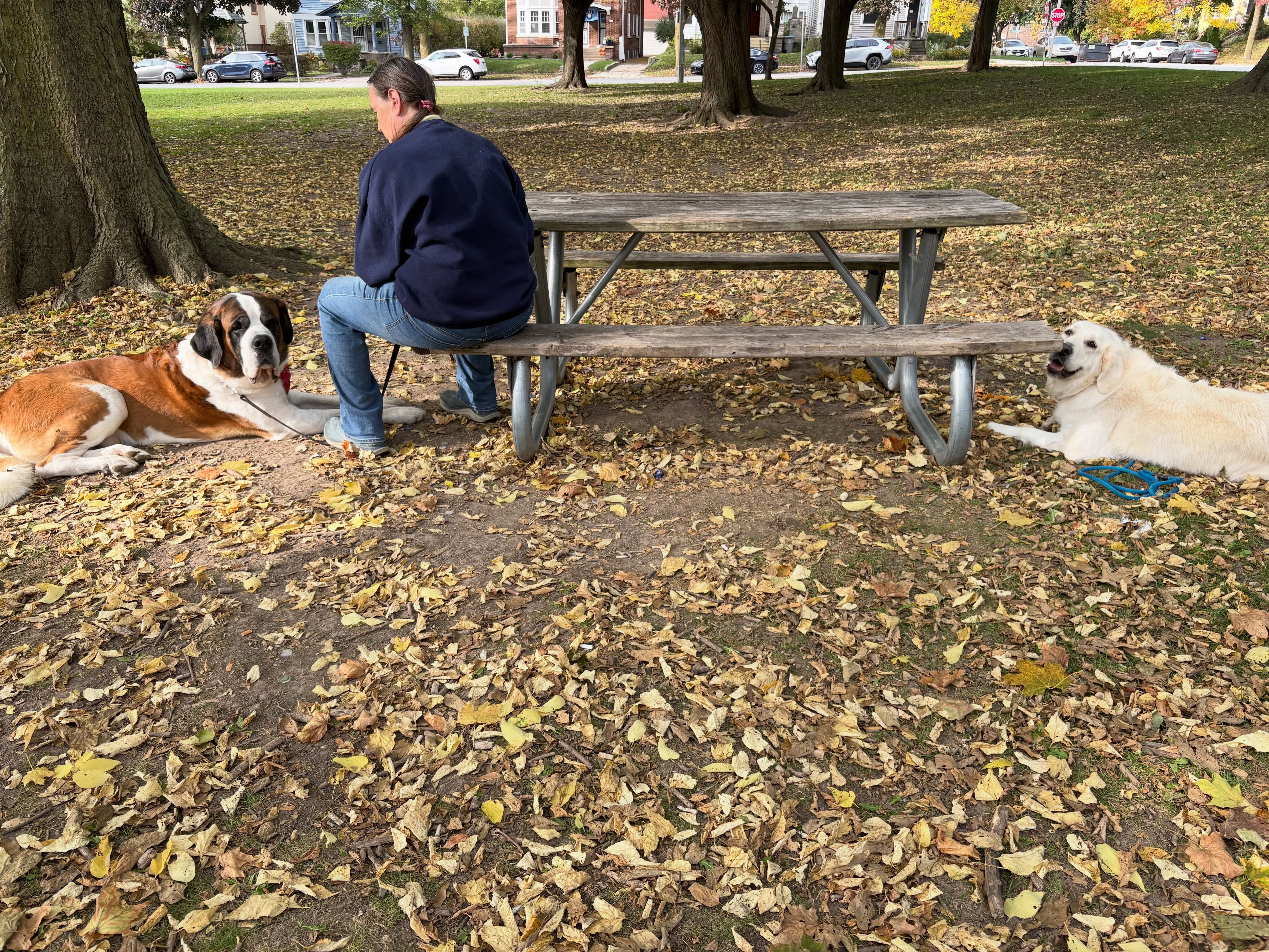 What you are seeing here-is a dog understanding that he does not need to react to another dog-and an owner becoming confident in her ability to communicate to her dog! If you&rsquo;d like to have a dog who doesn&rsquo;t need to react to other dogs or people, give us a call! 262-975-2345 