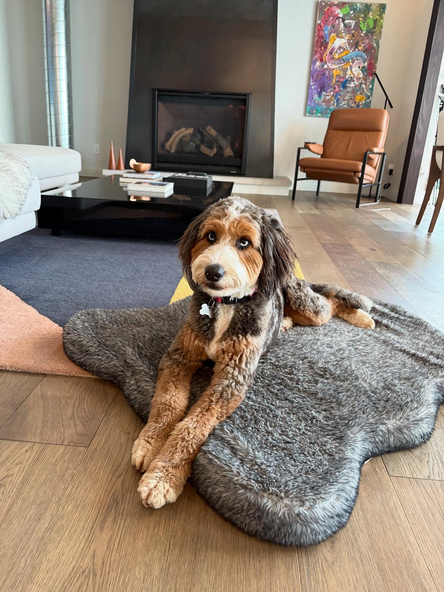 Meet Oakley! This sweet girl is on her journey to be a service dog! 