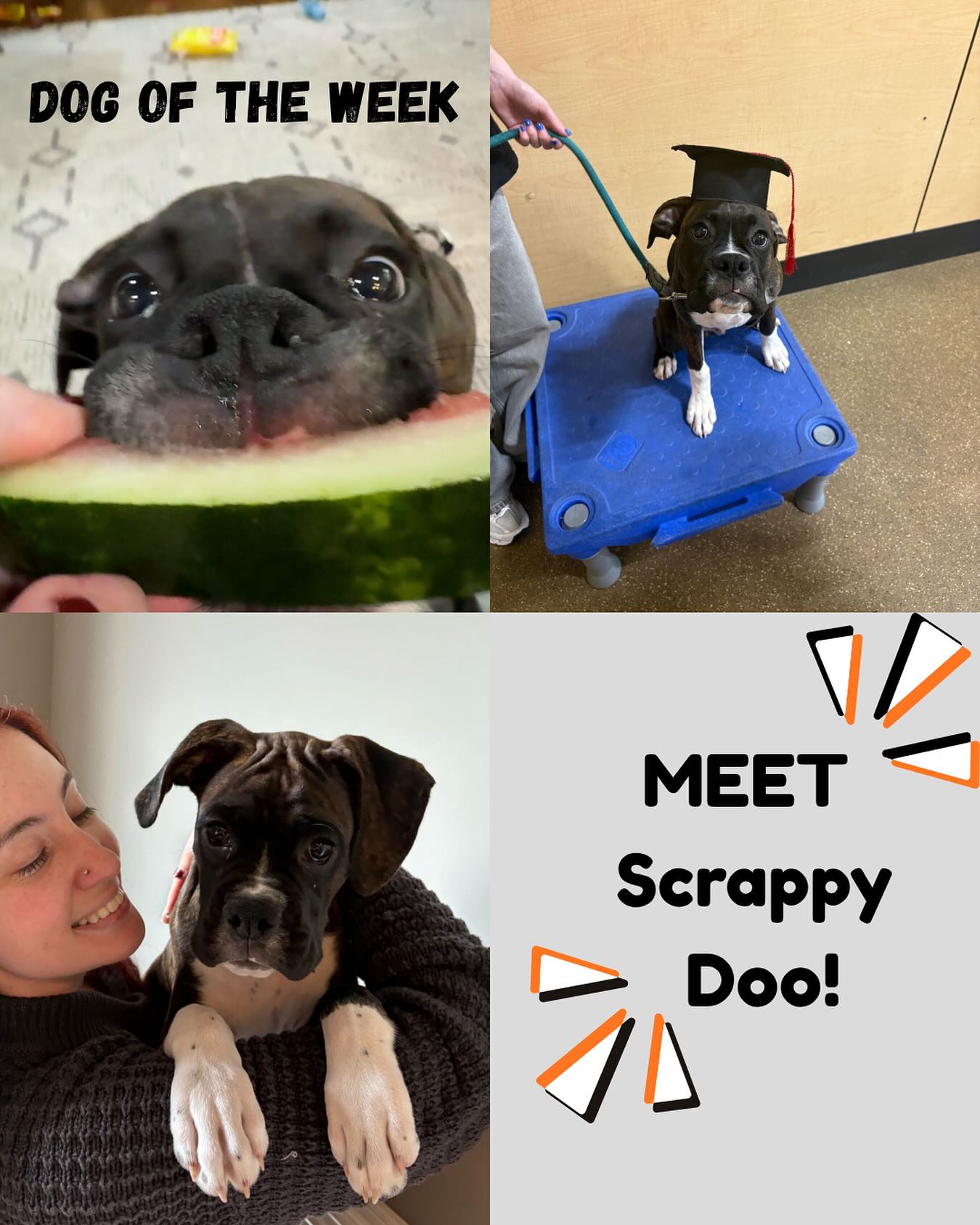 It’s that time of week again. This week’s dog of the week is Scrappy Doo!🐾🖤He has made so much progress throughout training. We are so proud! 