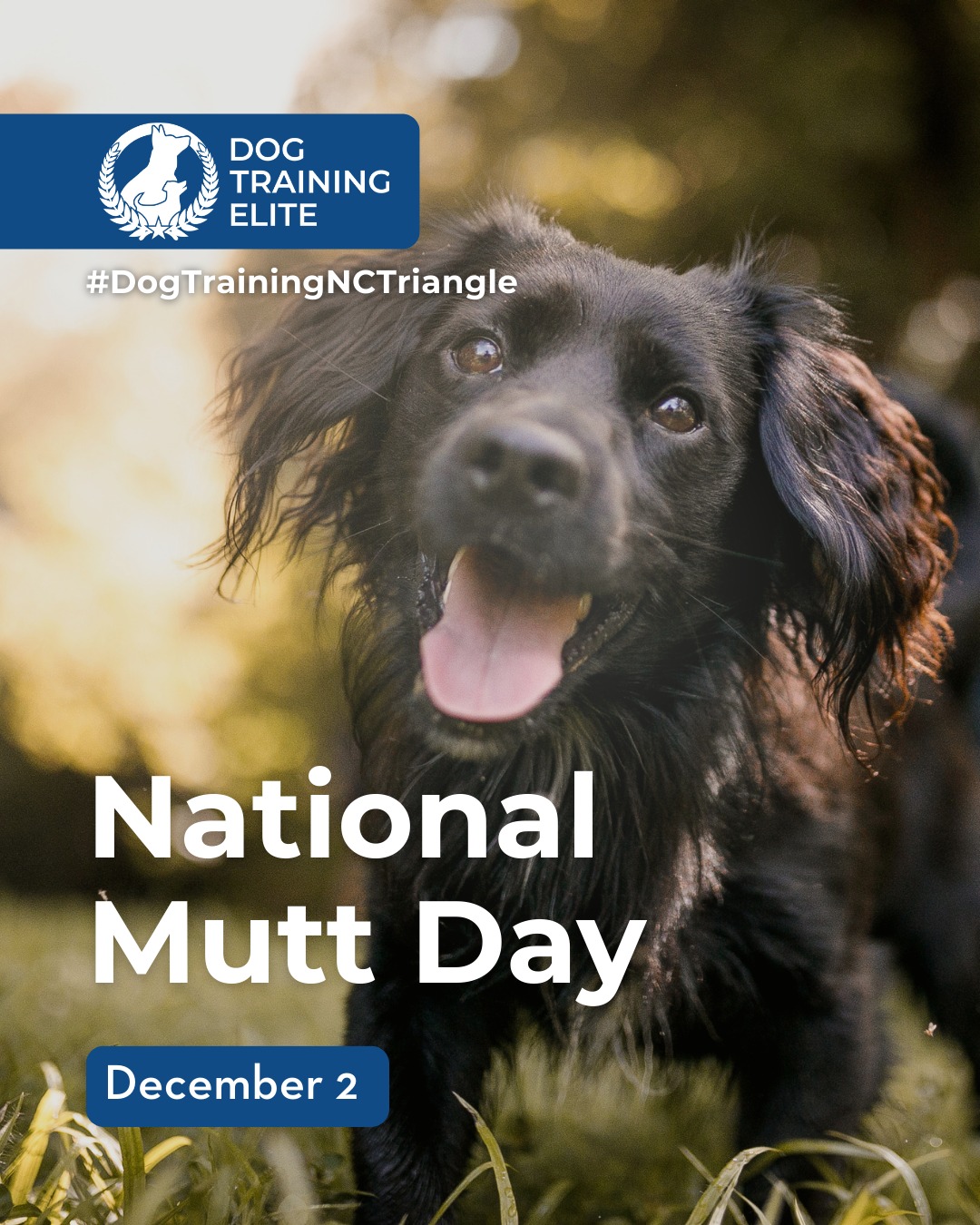 Today we celebrate the lovable, quirky, and one-of-a-kind mutts that fill our lives with joy. No matter the mix, every mutt has personality, heart, and the potential to be an amazing companion. Celebrate your unique pup and embrace all their lovable quirks!

🎁 Ready to unwrap the gift of a well-behaved dog? Schedule your free in-home evaluation and discover why Midtown Raleigh and Downtown Durham families rely on Dog Training Elite, through the holidays and beyond.
 📍 https://maps.app.goo.gl/igo1KzzLjdteZCGM9



