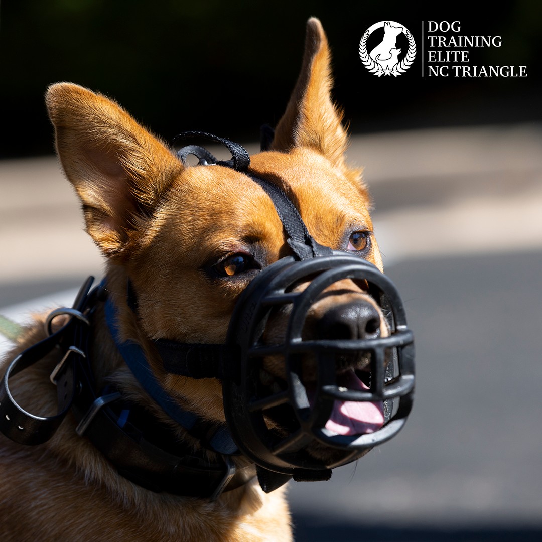Sometimes we see a dog in a muzzle and we think is must be a bad or unsafe dog. But a muzzle just means a dog is learning and will one day be a well-trained best friend.

Here's why we sometimes use muzzles as part of our training. Muzzles provide an added safety measure during training, preventing the dog from engaging in potentially harmful behaviors like biting or chewing. Muzzles can help reactive dogs socialize with others. Muzzles allow them to participate in controlled interactions without causing harm to others. Muzzles can also aid in reducing anxiety and fear in some dogs during training sessions, promoting a calmer learning environment. Lastly, using a muzzle responsibly can build trust between the dog and the owner, as it shows that the owner is prioritizing the safety and well-being of their pet and others.

Next time you see a dog wearing a muzzle don't be scared. Be encouraged that the dog is on their way to being their best self!