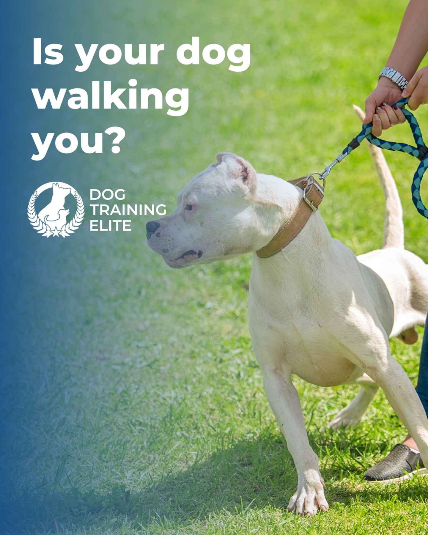 Is your dog walking you? 🐾 😱

Are you tired of the pulling, lunging, and ignoring every command like it’s optional?

You're not alone, and you don’t have to keep struggling.

Our obedience dog training helps turn chaos into calm and walks into wins.

Get your free evaluation: https://dogtrainingelite.com/raleigh/pricing 

