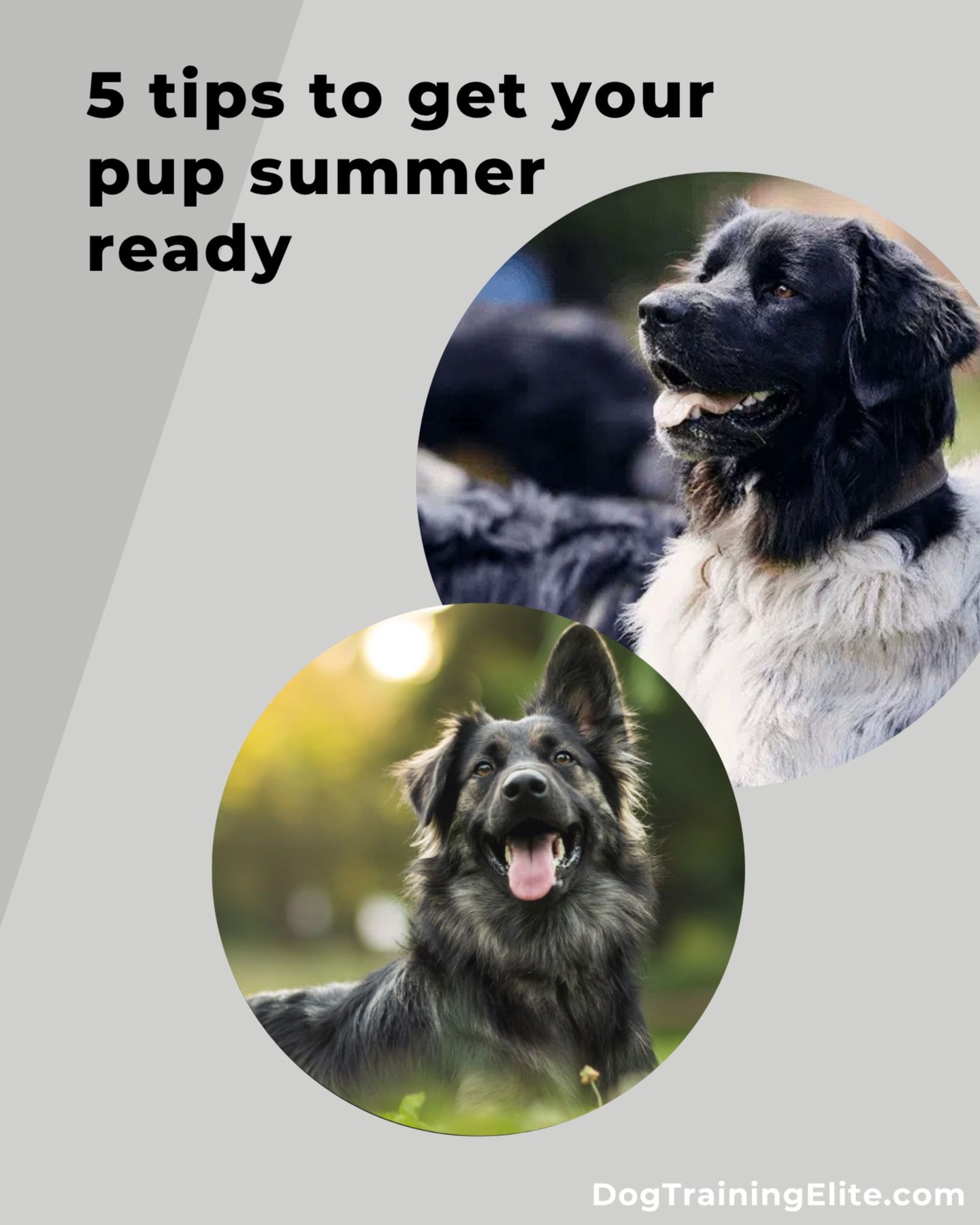 Getting your pup ready for summer involves a few key steps to ensure they stay healthy, comfortable, and safe! ☀️🐾

5 tips to get your pup summer ready:

Watch hydration: Make sure your dog has access to fresh, cool water at all times. Carry a portable water bowl during walks or trips. Offer hydrating treats like ice cubes.
Adjust exercise: Exercise your dog early in the morning or late in the evening when temperatures are cooler. Keep an eye out for excessive panting, drooling, or lethargy, which are signs your dog needs a break.
Grooming and coat care: Brush your dog regularly to remove excess fur and reduce the risk of overheating. For dogs with thick coats, trimming can help them stay cool, but avoid shaving as their fur protects them from sunburn and heat. 
Protect paws: Walk your dog on grass or shaded paths to prevent burns from hot pavement. If it's too hot for your hand, it's too hot for their paws. Apply sunscreen to areas with less fur, like the nose and ears, to prevent sunburn. Use pet-specific sunscreen labeled safe for dogs (often zinc oxide–free and fragrance-free).
Safe activities: Ensure there's a shaded area for your dog to rest when outside. Consider a doggie pool for them to splash in and cool down. Use veterinarian-approved flea and tick preventatives to protect against parasites.

By following these tips, you can help your pup enjoy a safe and fun summer!

Like this post and follow for more!

