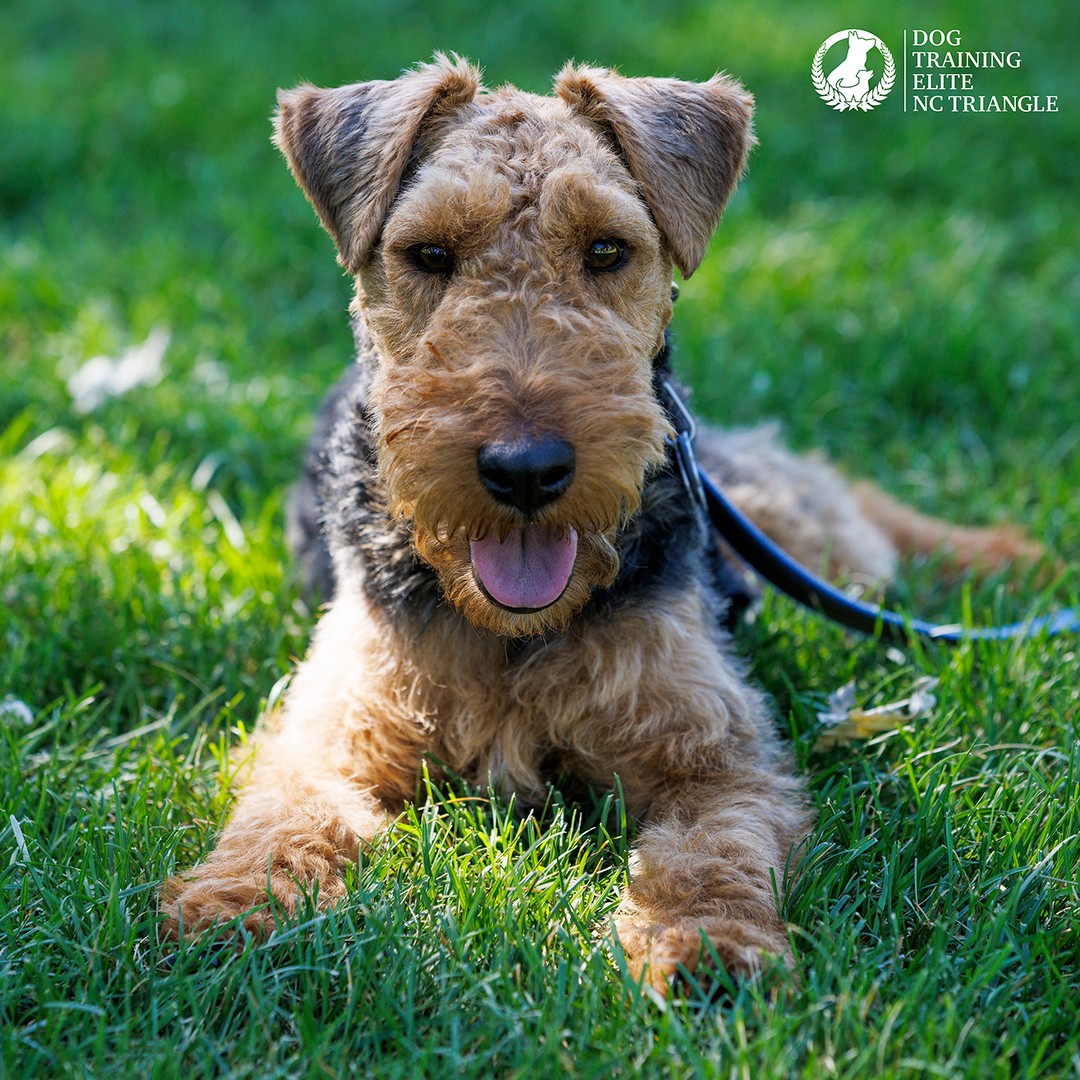 It is flea and tick season and we have our unfair share of ticks in North Carolina. Ticks can spread disease and hurt our best friends.

We always recommend checking your dog regularly for ticks and keeping a good flea and tick collar on dogs to keep them safe.