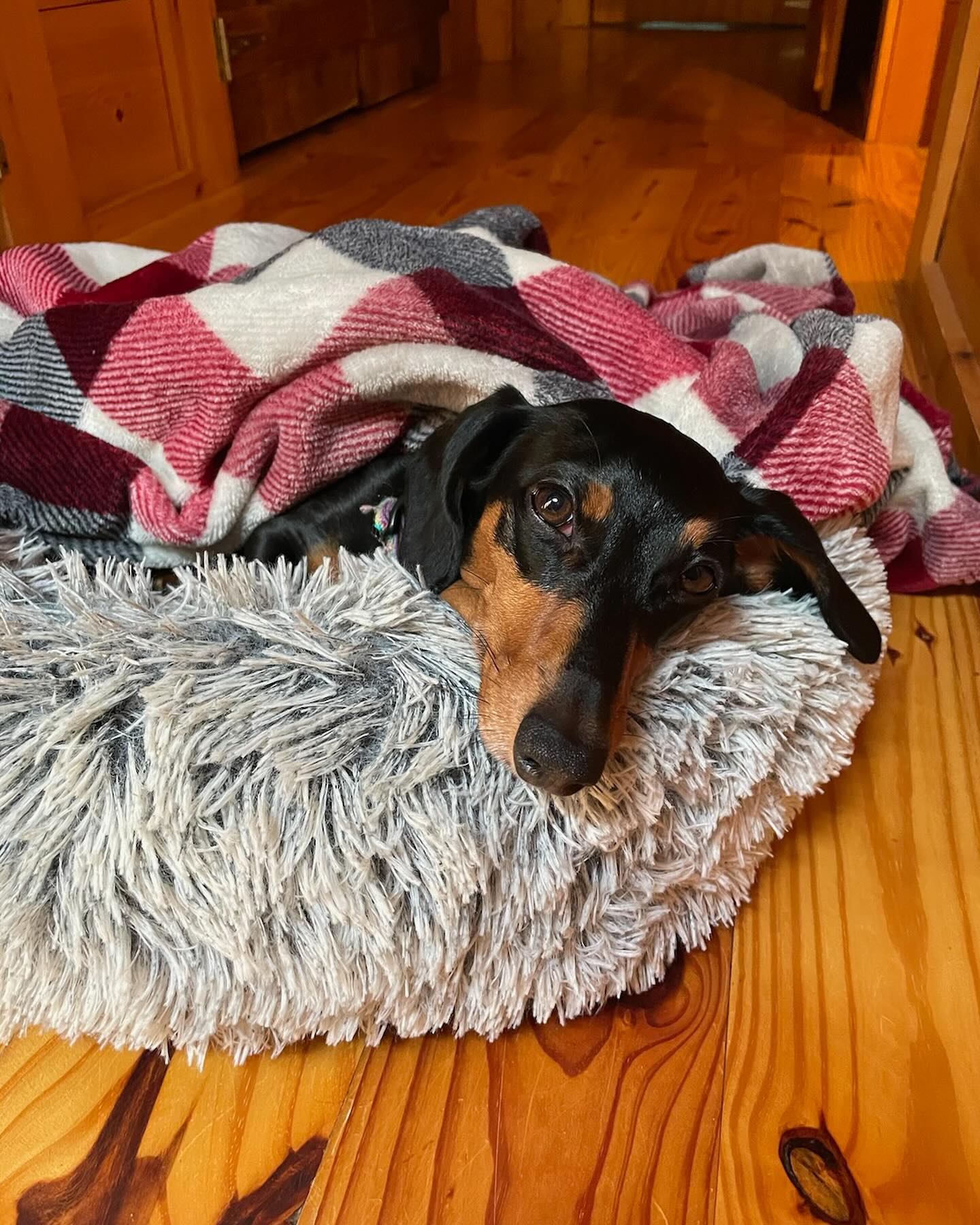 Meet Madz, the future therapy dog!

Madeline or Madz is in training to be a therapy dog so she can share with lots of new friends the sweet, fun personality that's packed into her tiny mini dachshund body! 

She got cozy after her training session today, and her mom read her doggy thought bubble, which said The party's over, my friends have left... I have nothing to look forward to but dinner. Woe is me.

Can't wait for Maddie to be able to bring smiles to lots of faces as a therapy dog. Call us if your dog needs a career as a helper dog. 919-998-6772 www.dogtrainingelite.com/Durham