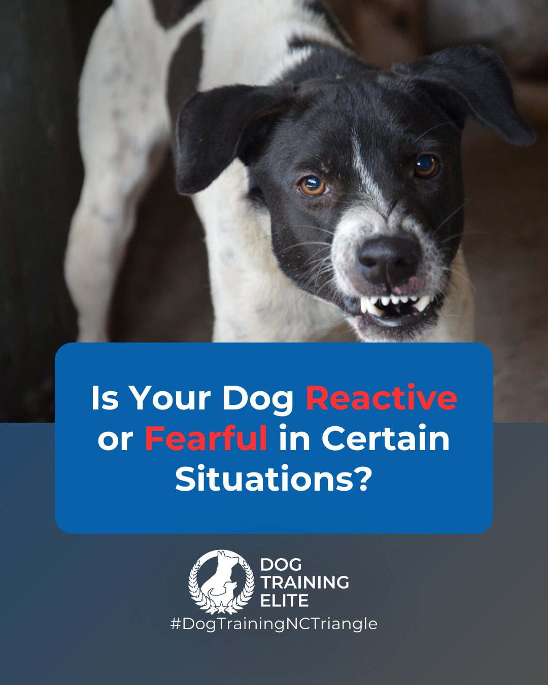 Do these behaviors sound familiar?

❌ Lunging or snapping at other dogs
❌ Barking or growling at strangers
❌ Fearful cowering or avoidance
❌ Difficulty focusing in busy or new environments

Dog Training Elite North Carolina Triangle uses customized reactive dog training to desensitize dogs to triggers and reward calm behavior. With guidance from our expert trainers, your dog can become confident, focused, and more relaxed in everyday life.

➡️ From basic obedience to advanced service dog training, Dog Training Elite North Carolina Triangle helps dogs near Raleigh build better behavior and stronger bonds this season. 🐾
📍 https://maps.app.goo.gl/igo1KzzLjdteZCGM9

