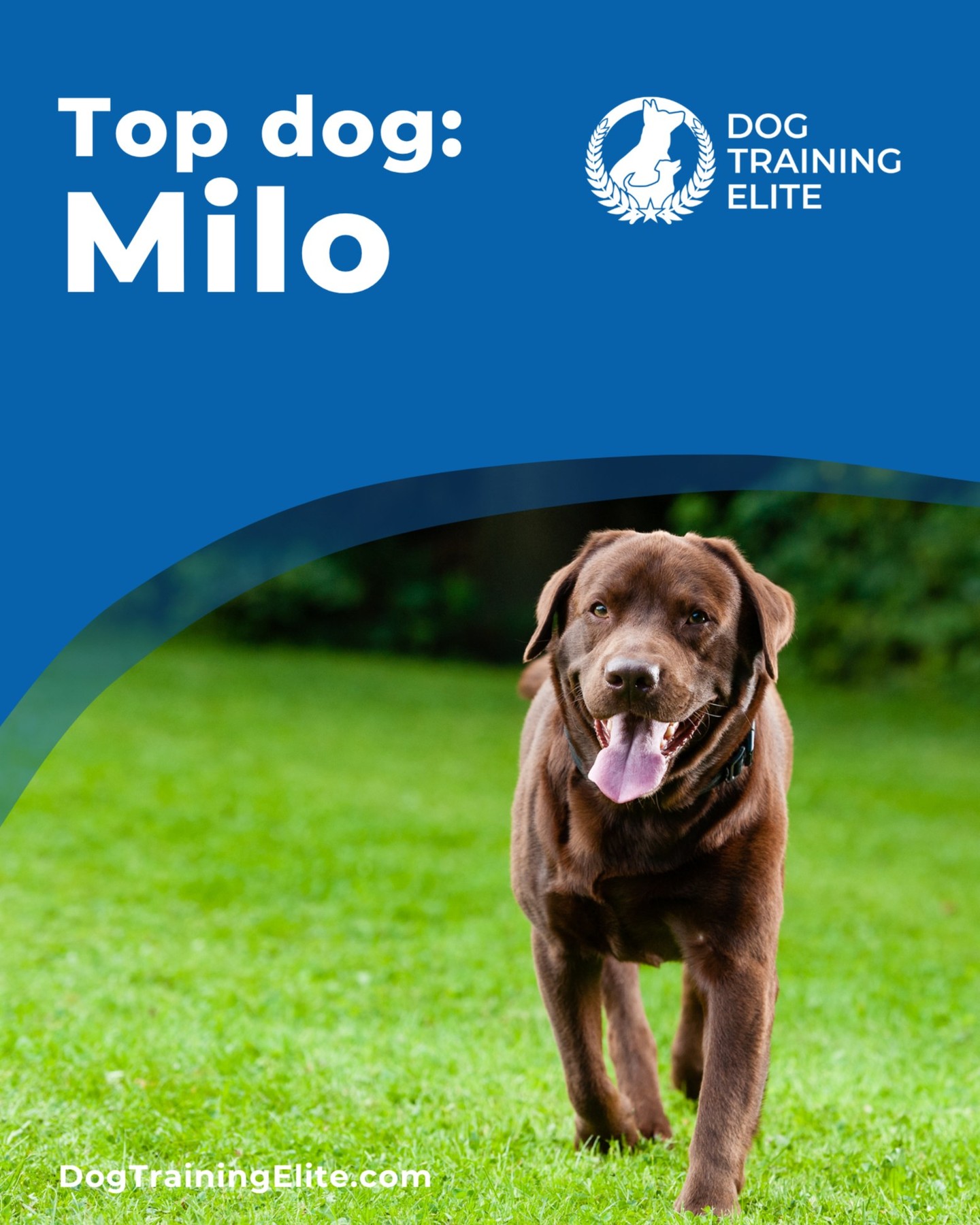 Meet Milo, one smart pup with a whole new set of skills! 🐕✨
Thanks to the expert guidance of our trainers—and a lot of heart from his family—Milo is crushing his obedience goals. From heeling like a champ to staying calm and confident in public, he’s becoming the kind of dog everyone dreams of.

👏 A huge shoutout to his dedicated humans for staying committed and consistent—Milo’s success is a team effort, and it shows!

Let’s hear it for Milo in the comments—drop a 🐾 or 💙 to show him some love and cheer him on!



