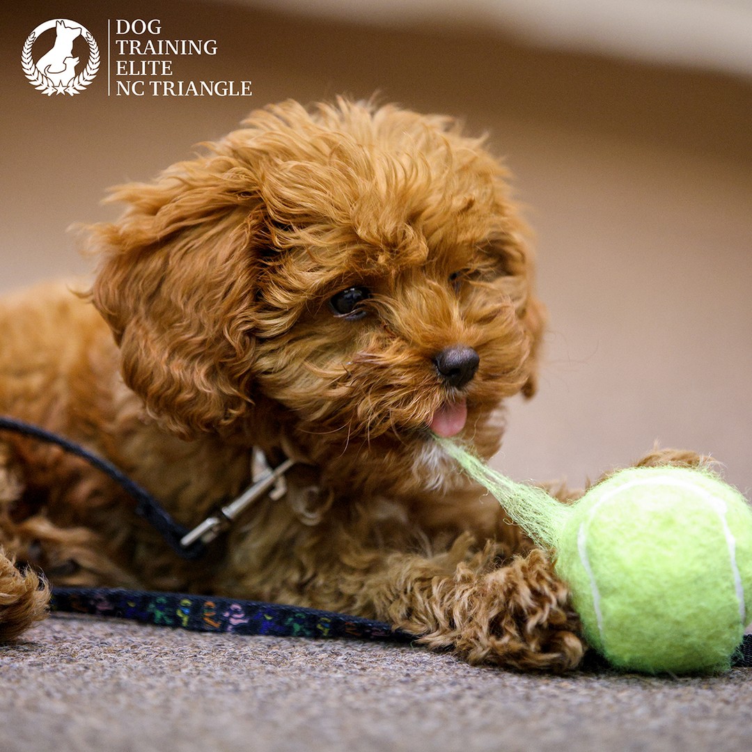 Training a puppy is a chance to bond with your furry pal and get to know each other's language. Seeing your pup go from learning to sit and place to being confident in any circumstance and acing cool tricks is like getting front-row seats to the cutest show ever. There is no better way to begin a new friendship!