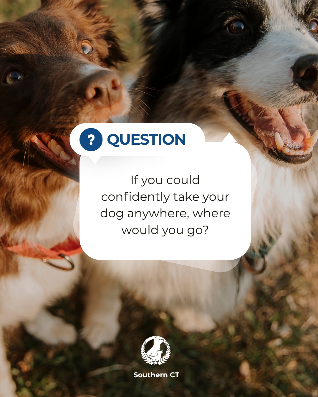 A local patio? The park? A busy event? Your favorite coffee shop?

Tell us where you&rsquo;d love to take your dog with total confidence. 👇

At Dog Training Elite of Southern CT, we train for the moments that happen beyond your living room.

