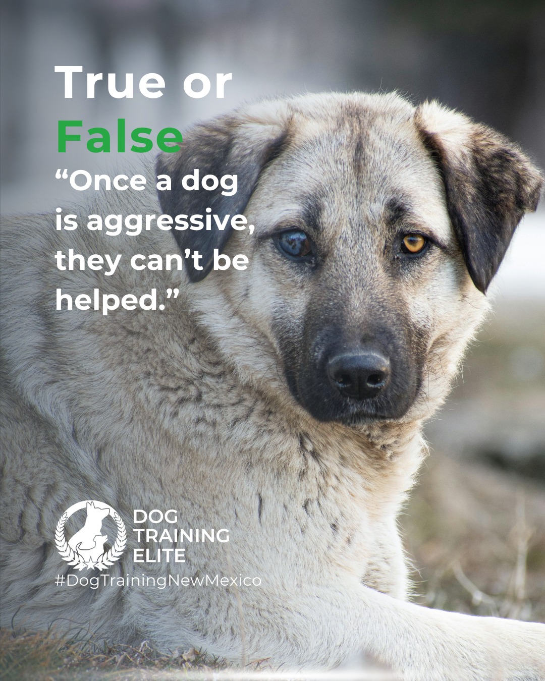 Aggression is a challenge. Not a dead end.

With patience, structure, and professional guidance, many dogs can learn to manage their behaviors. Our specialized programs at Dog Training Elite New Mexico are built to restore trust, confidence, and peace at home. 💙

Make better behavior your first win of the year. Book your free in-home evaluation and see why Albuquerque and Rio Rancho dog owners choose Dog Training Elite for real, lasting results.
 📍 https://maps.app.goo.gl/iipdsxXWWx3dKN5Y9



