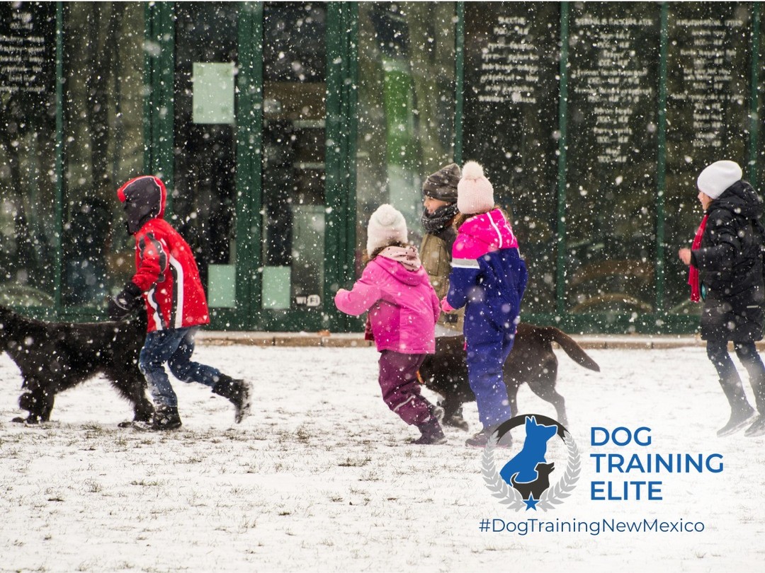 Thinking about adding a dog to your family? The benefits go far beyond a wagging tail!

Owning a dog can boost your physical and mental health. From lowering stress levels and improving heart health to encouraging more daily movement. Dogs offer genuine companionship, helping reduce loneliness and bringing joy, routine, and purpose into everyday life.

For kids, a dog can teach responsibility, empathy, and confidence. For adults, a dog often becomes the most loyal friend in the room. And with professional training, you build an even stronger bond while shaping a well-mannered, happy companion.

💙 Healthier days. Happier homes. Stronger connections.

That&rsquo;s the power of dog ownership, and we&rsquo;re here to help you make the most of it.